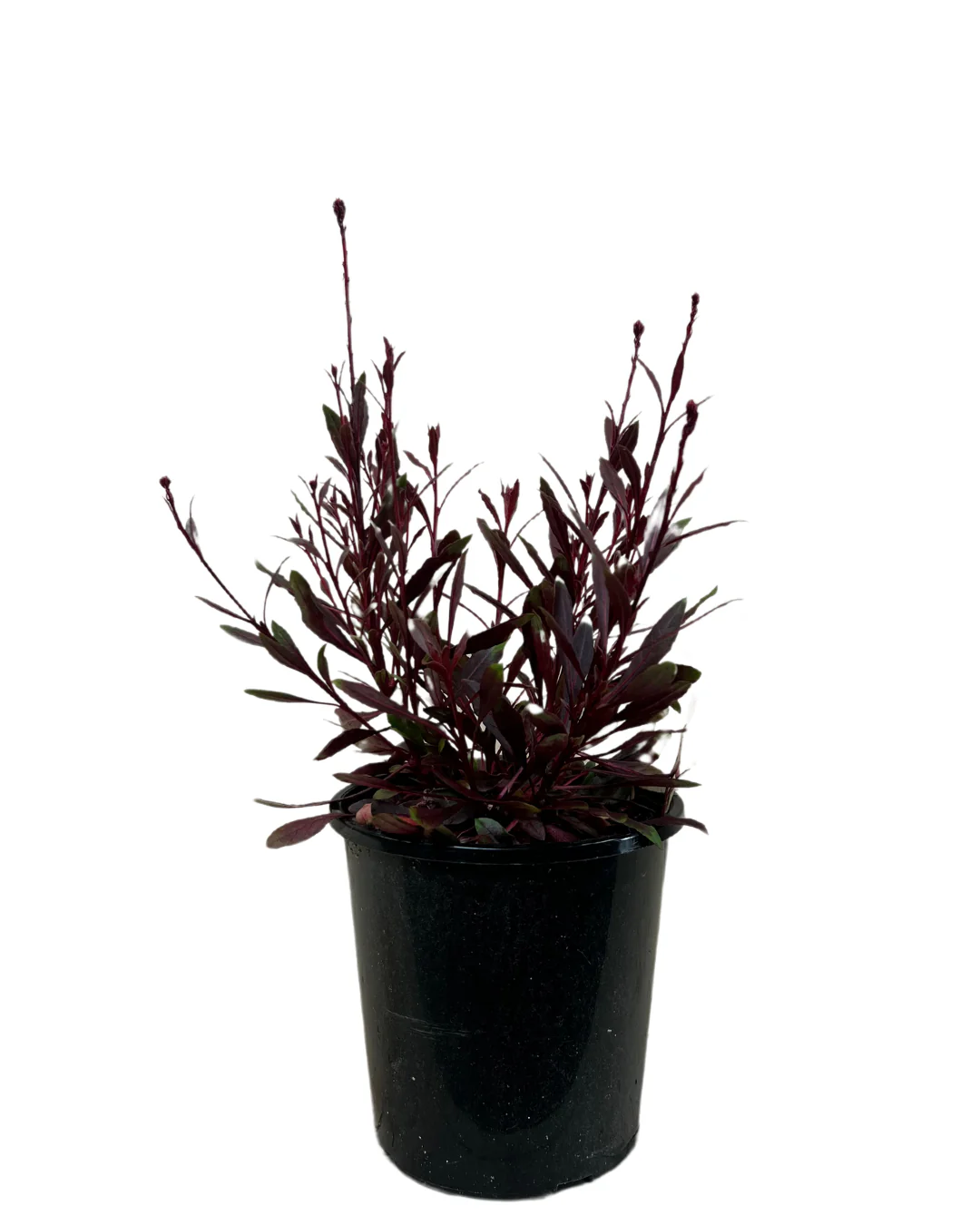 Gaura Belleza White