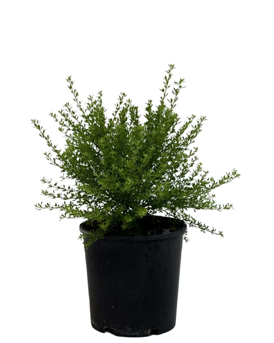 Genista Little Imp