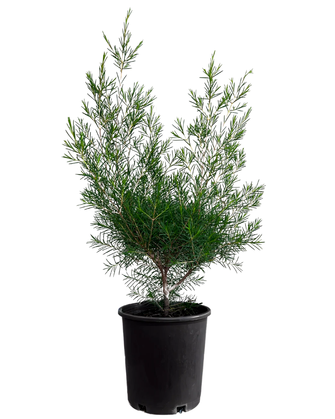 Geraldton Wax - Chamelaucium Floriferum