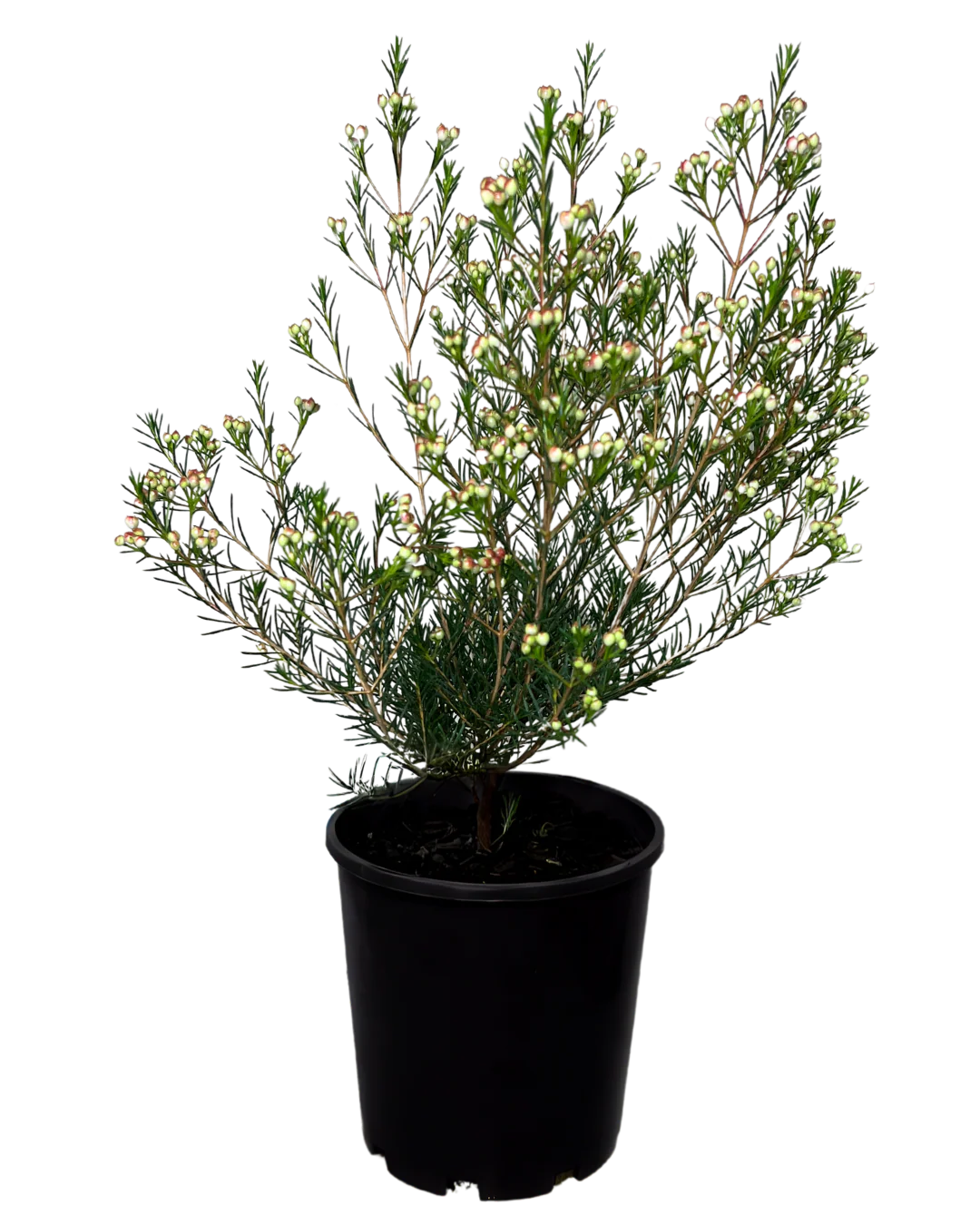 Geraldton Wax - Chamelaucium Ninas Delight