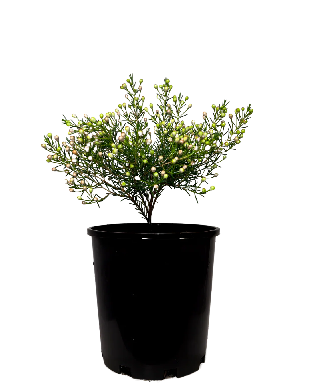 Geraldton Wax - Chamelaucium Pristine White