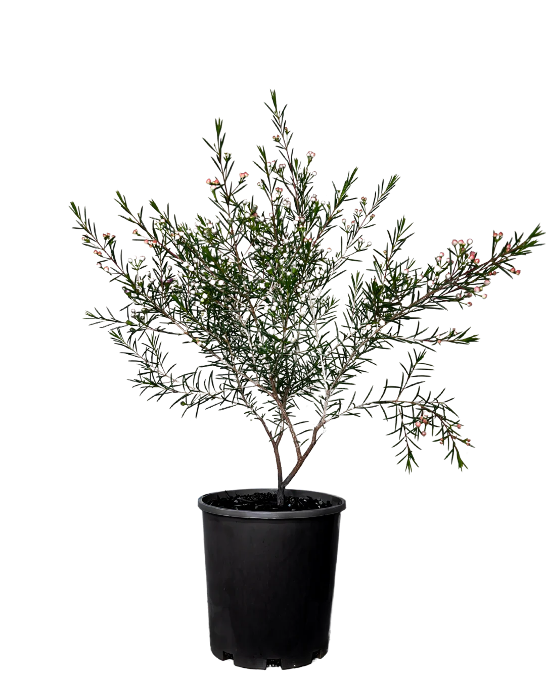 Geraldton Wax - Chamelaucium Purple Giant