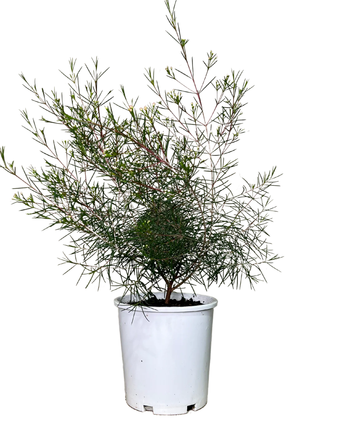 Geraldton Wax - Chamelaucium Purple Rain