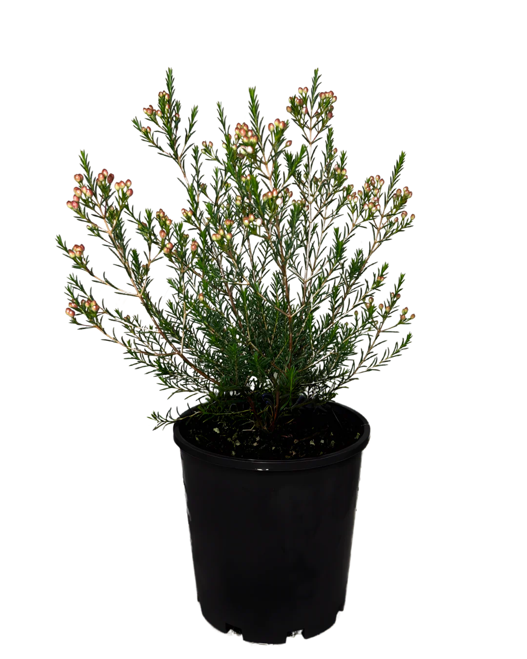 Geraldton Wax - Chamelaucium Rubys Delight
