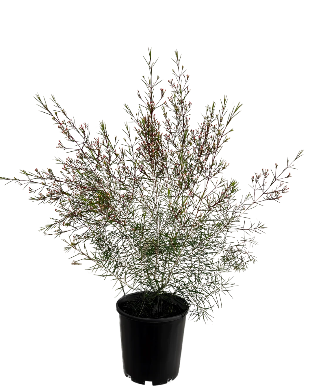 Geraldton Wax - Chamelaucium Free Spirit