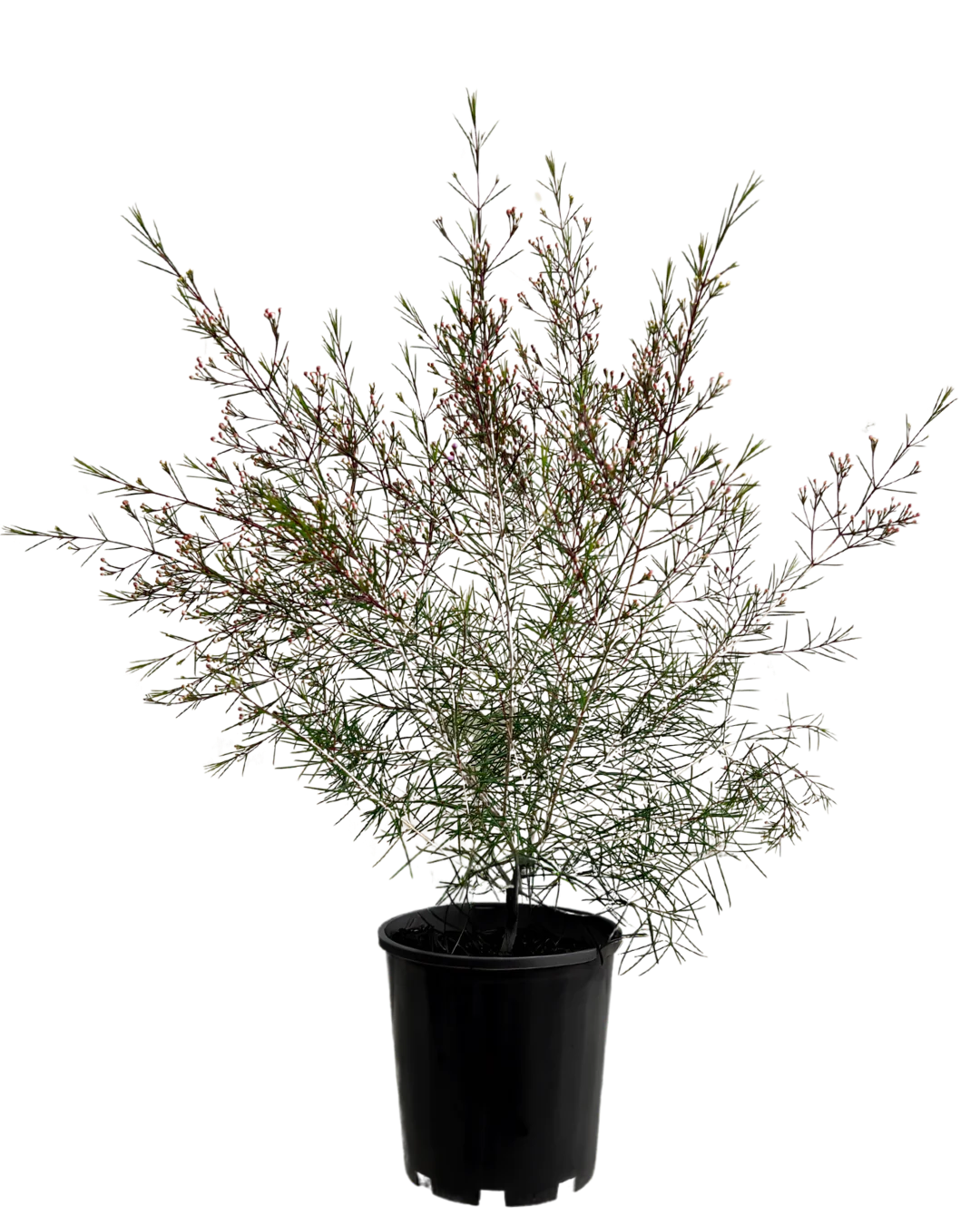 Geraldton Wax - Chamelaucium Free Spirit - Image 2