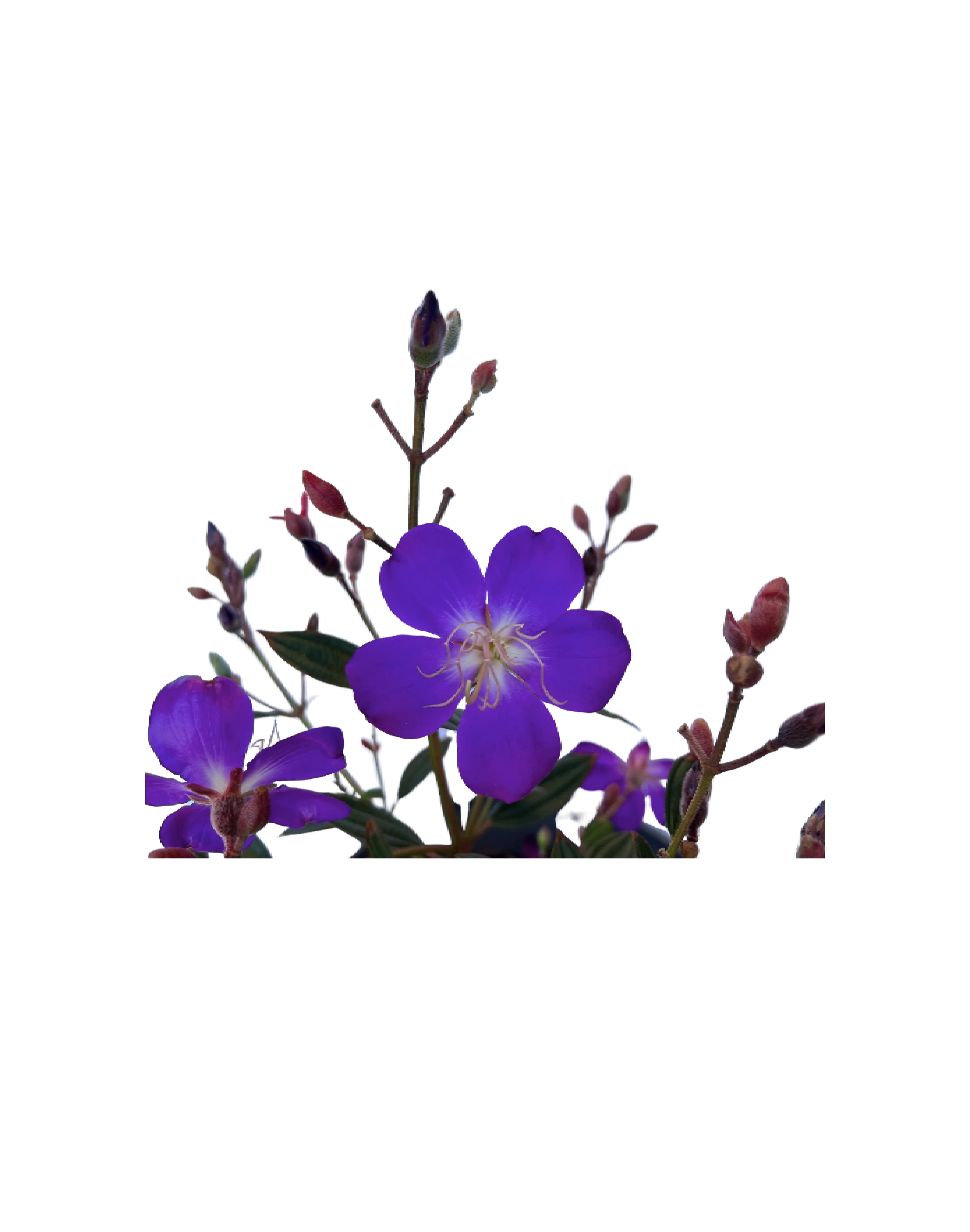 Glory Bush - Tibouchina Carol Lynne - Image 3