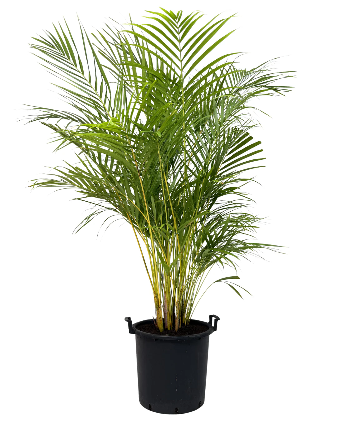 Golden Cane Palm - Dypsis Lutescens