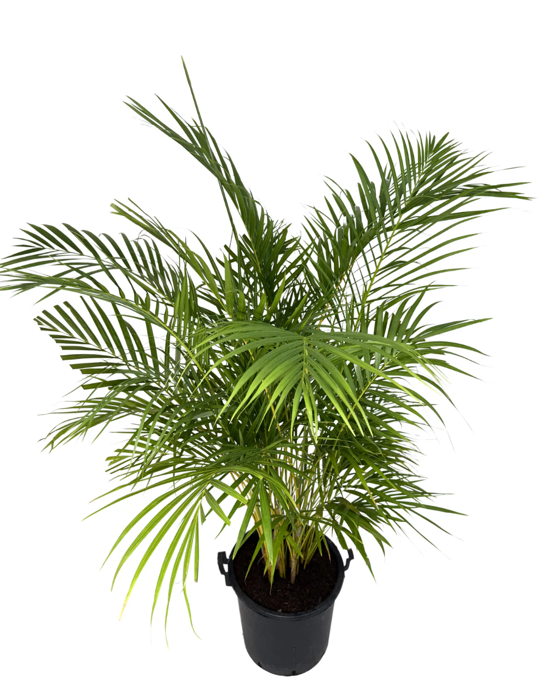 Golden Cane Palm - Dypsis Lutescens - Image 2