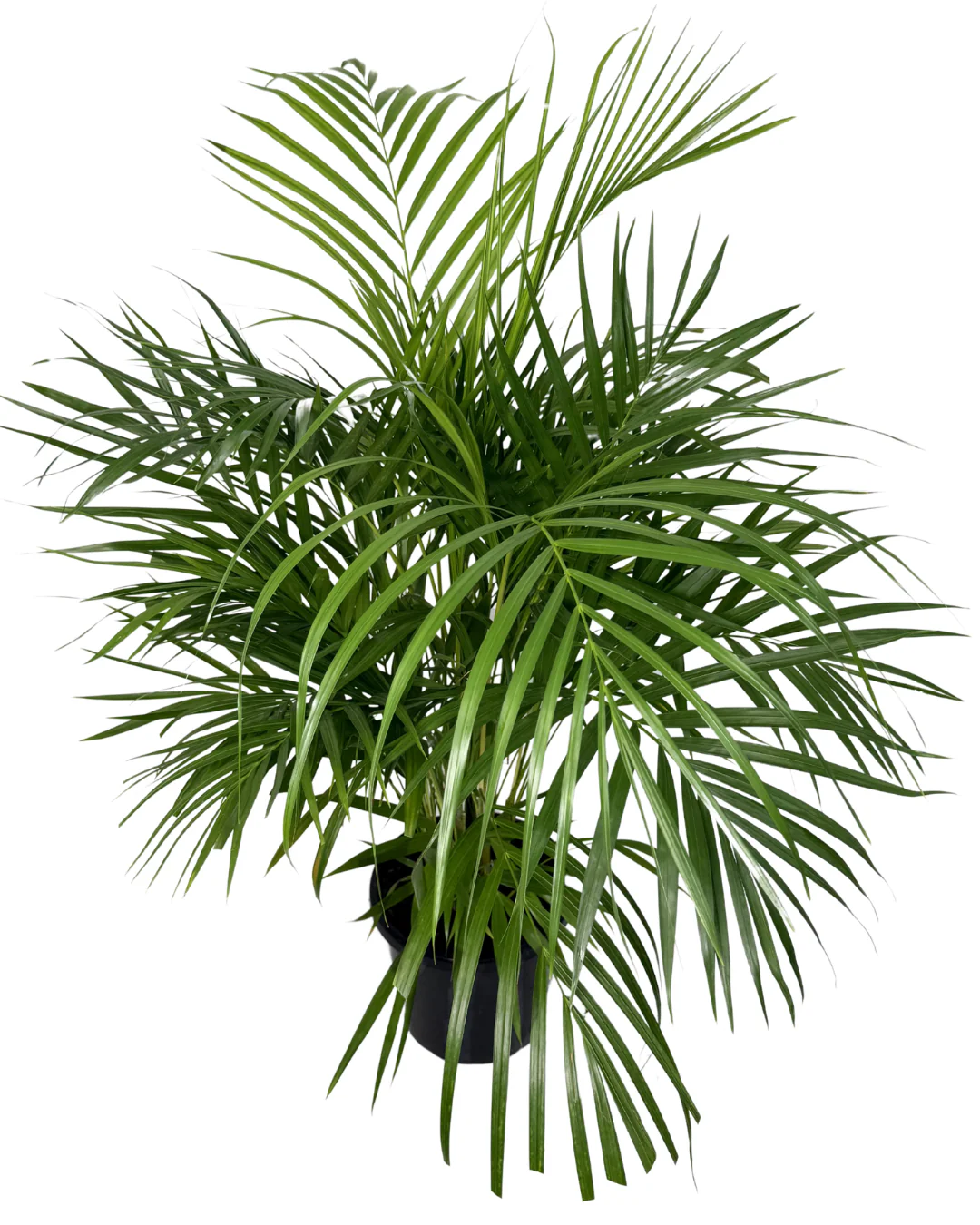 Golden Cane Palm - Dypsis Lutescens - Image 2