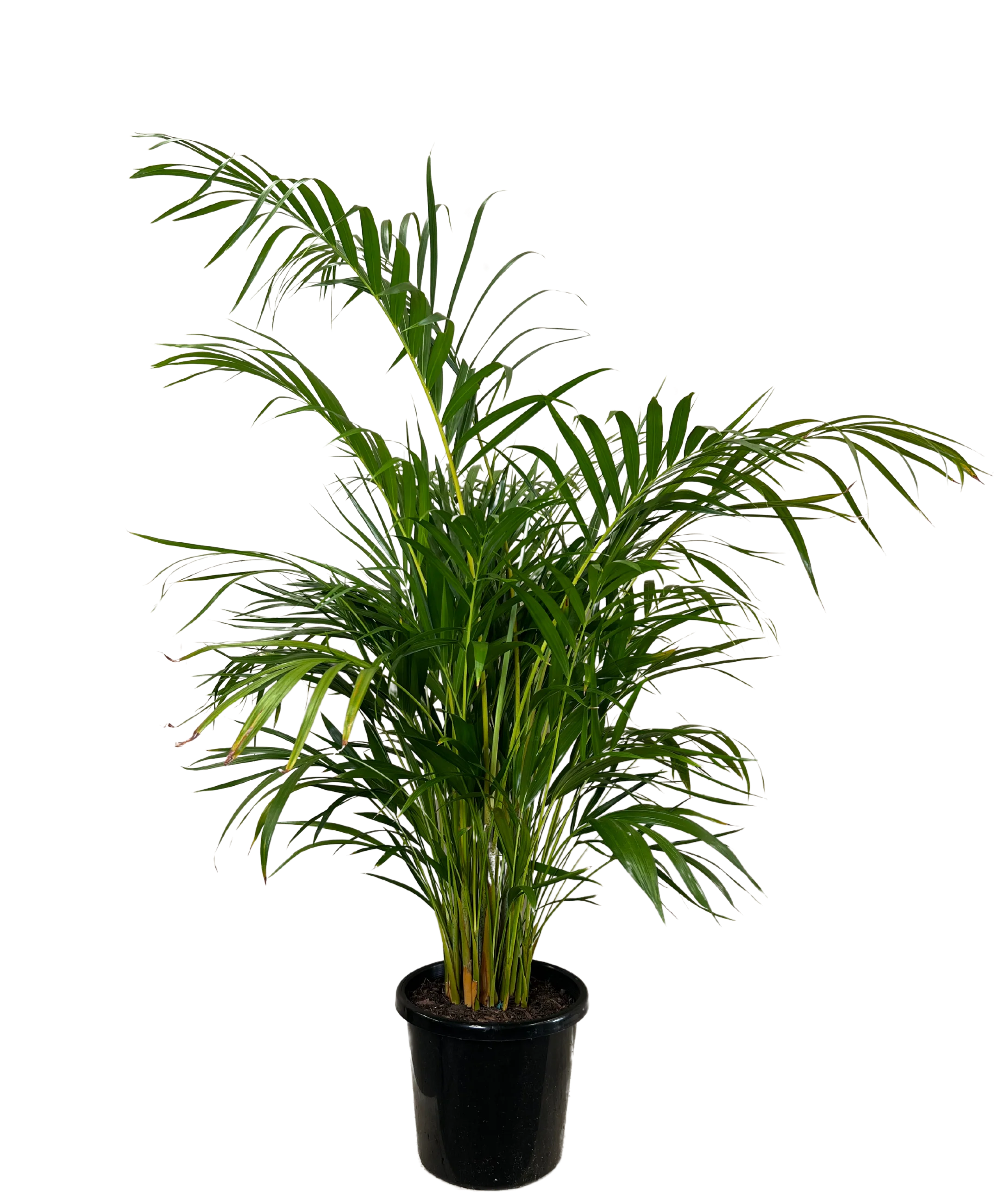 Golden Cane Palm - Dypsis Lutescens