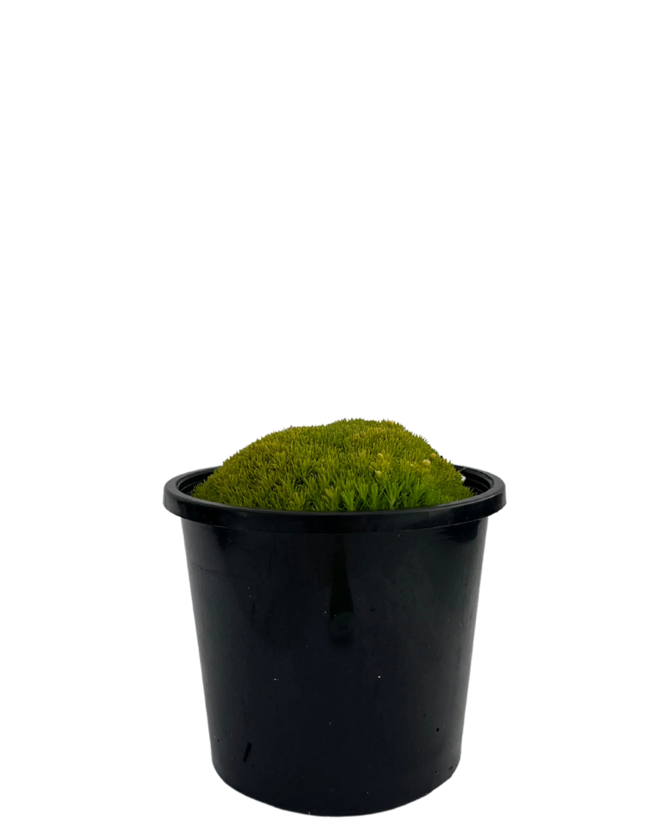 Golden Pearlwort Scotch Moss - Sagina Subulata Aurea