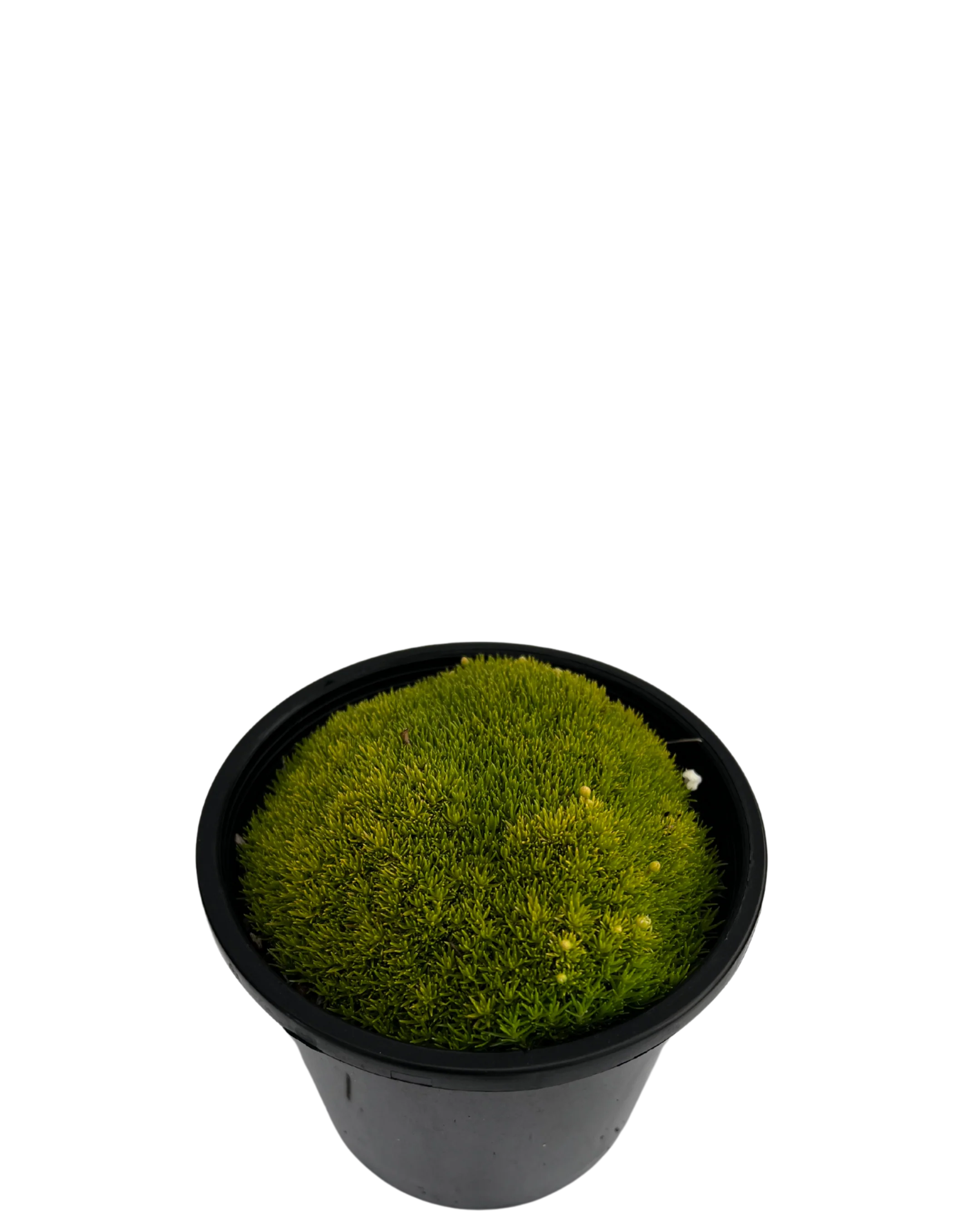 Golden Pearlwort Scotch Moss - Sagina Subulata Aurea - Image 2