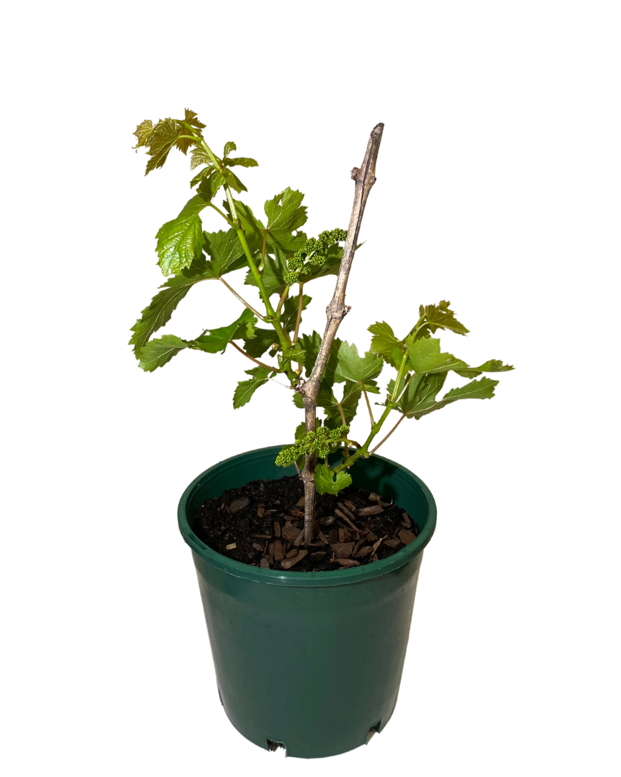 Grape Flame Seedless
