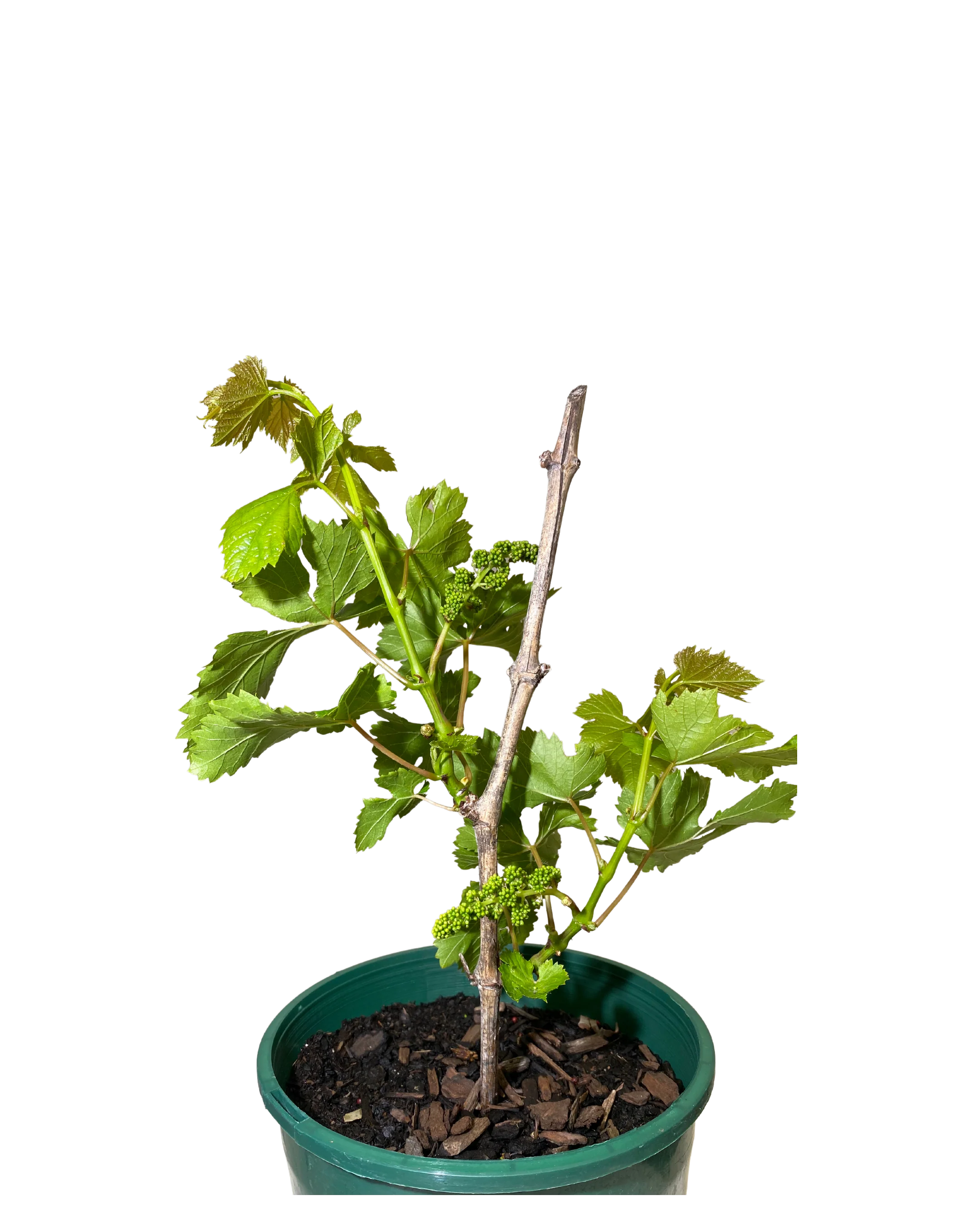 Grape Flame Seedless - Image 2