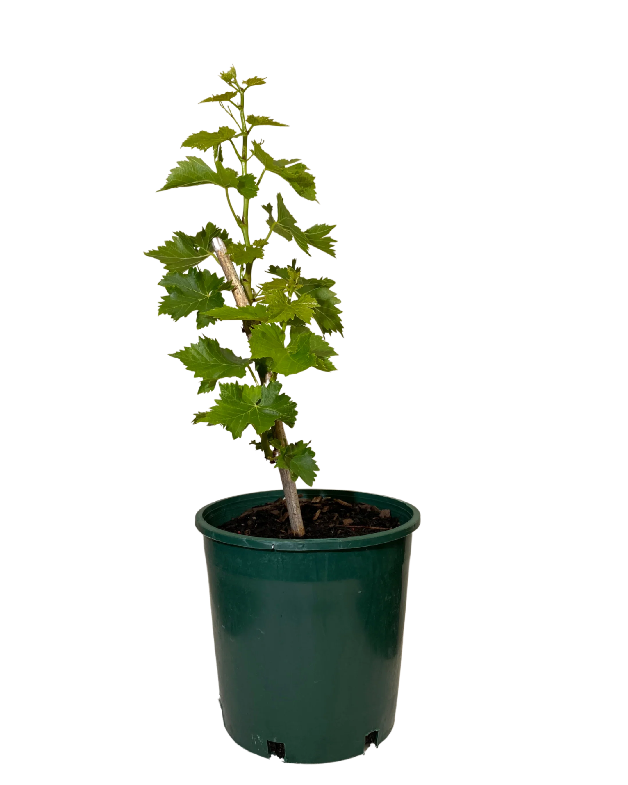 Grape Sultana