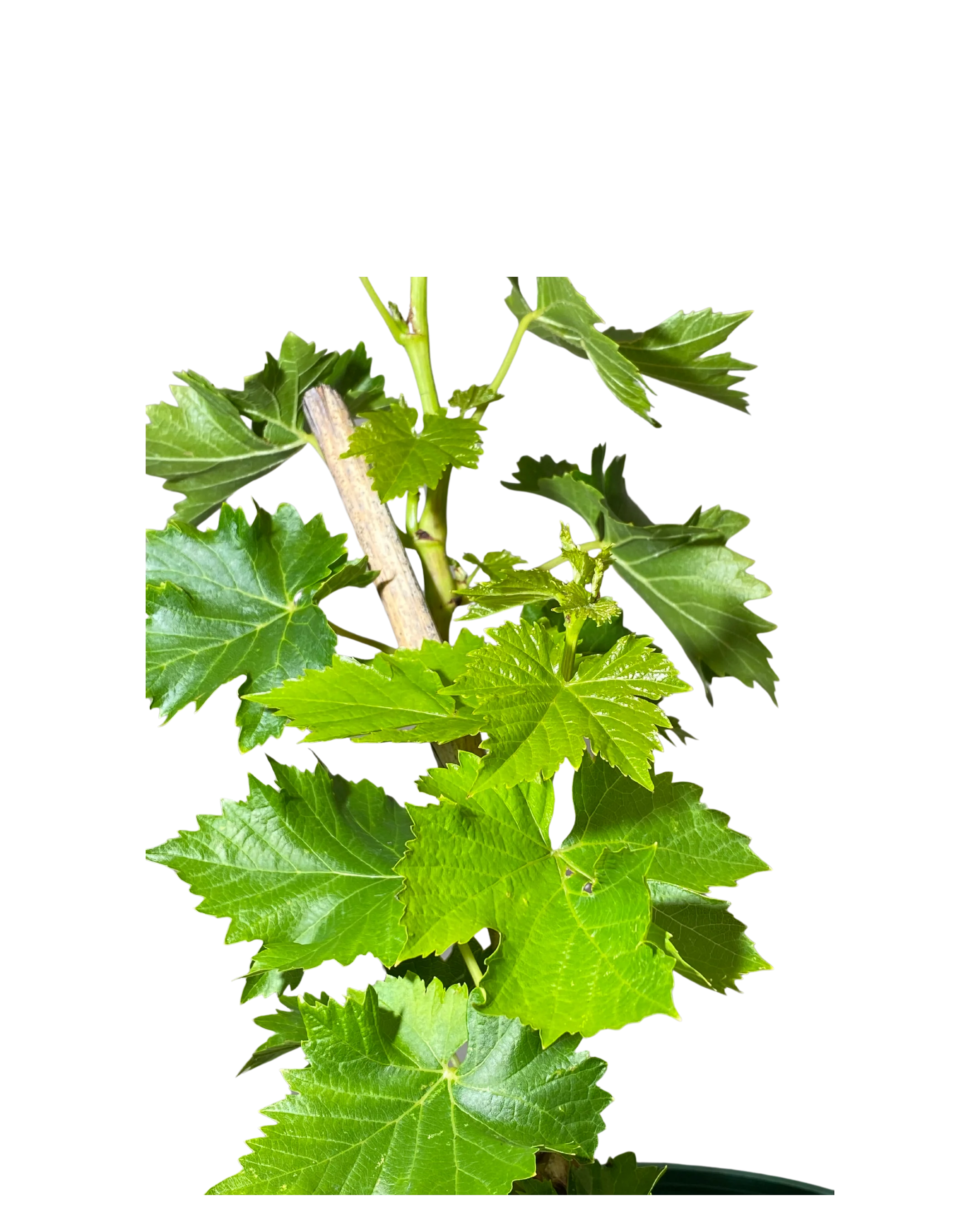 Grape Sultana - Image 2