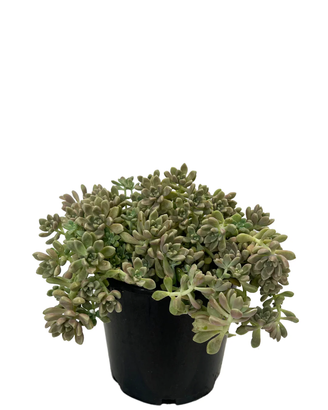 Graptopetalum Mendozae - Image 2