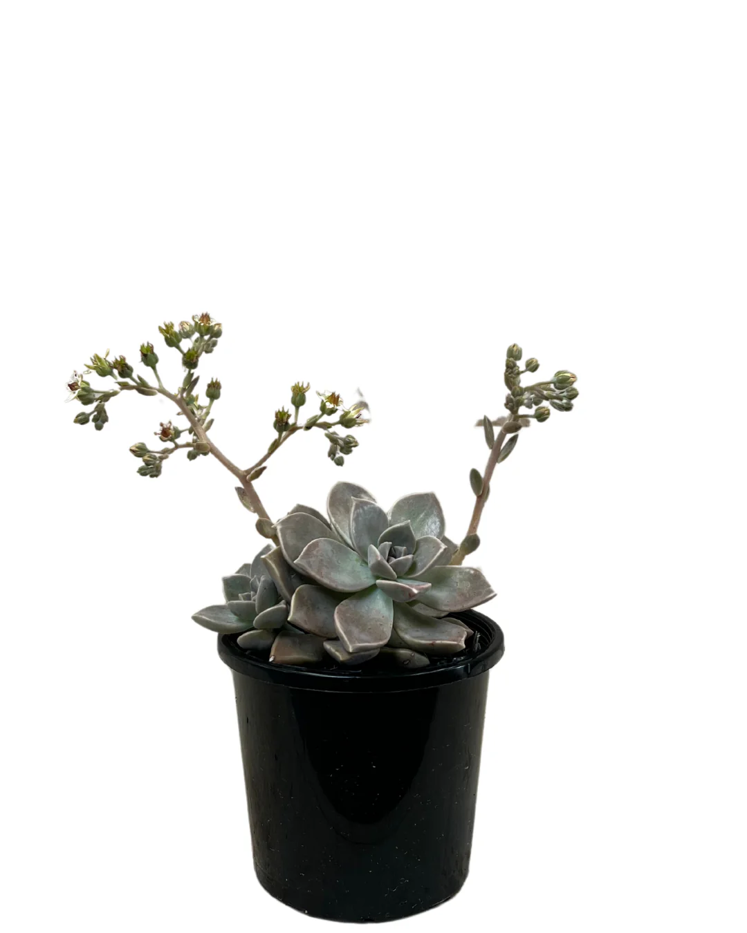 Graptoveria Paraquayense