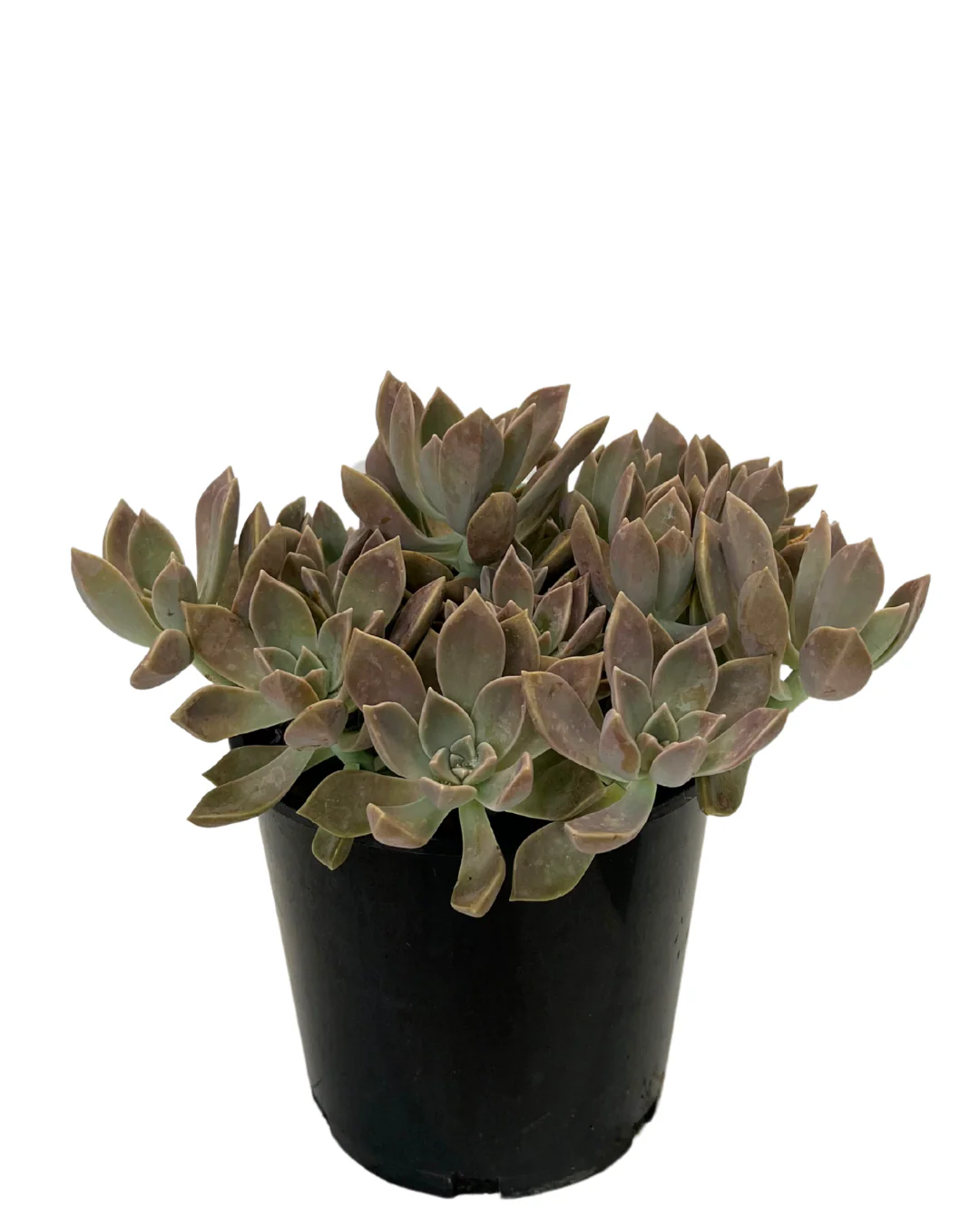 Graptoveria Dusk - Image 2