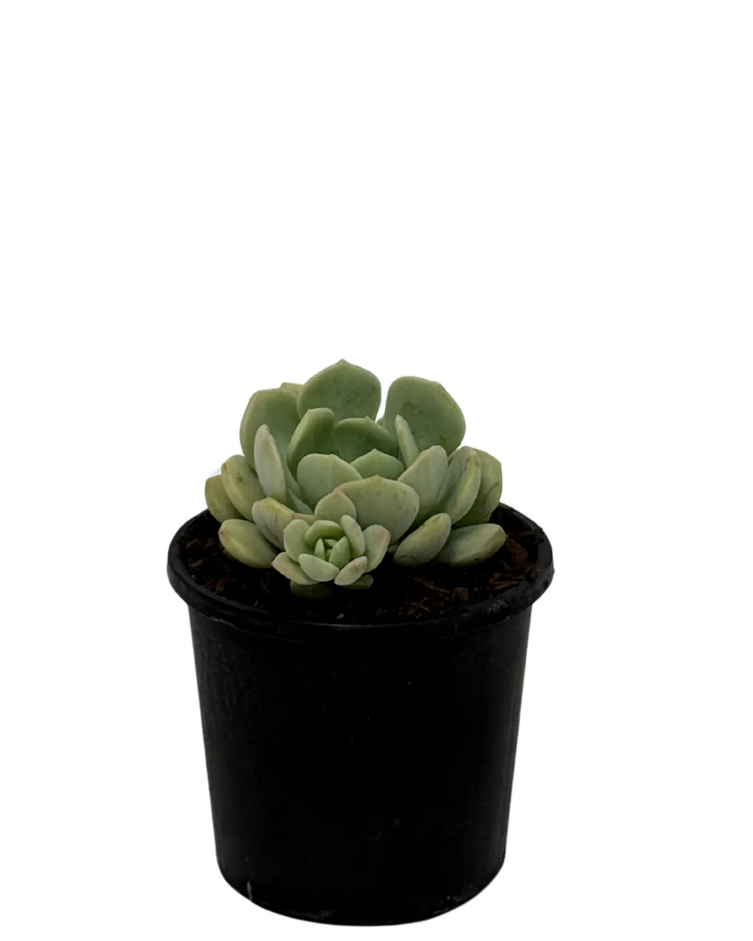 Graptoveria the Grim One