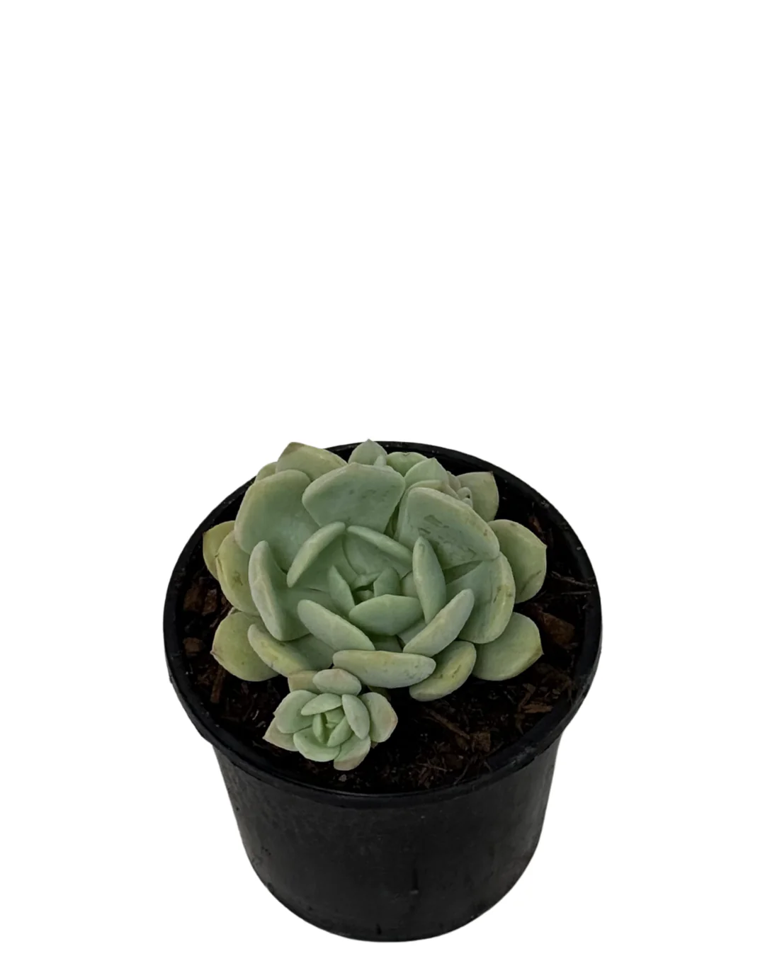 Graptoveria the Grim One - Image 2