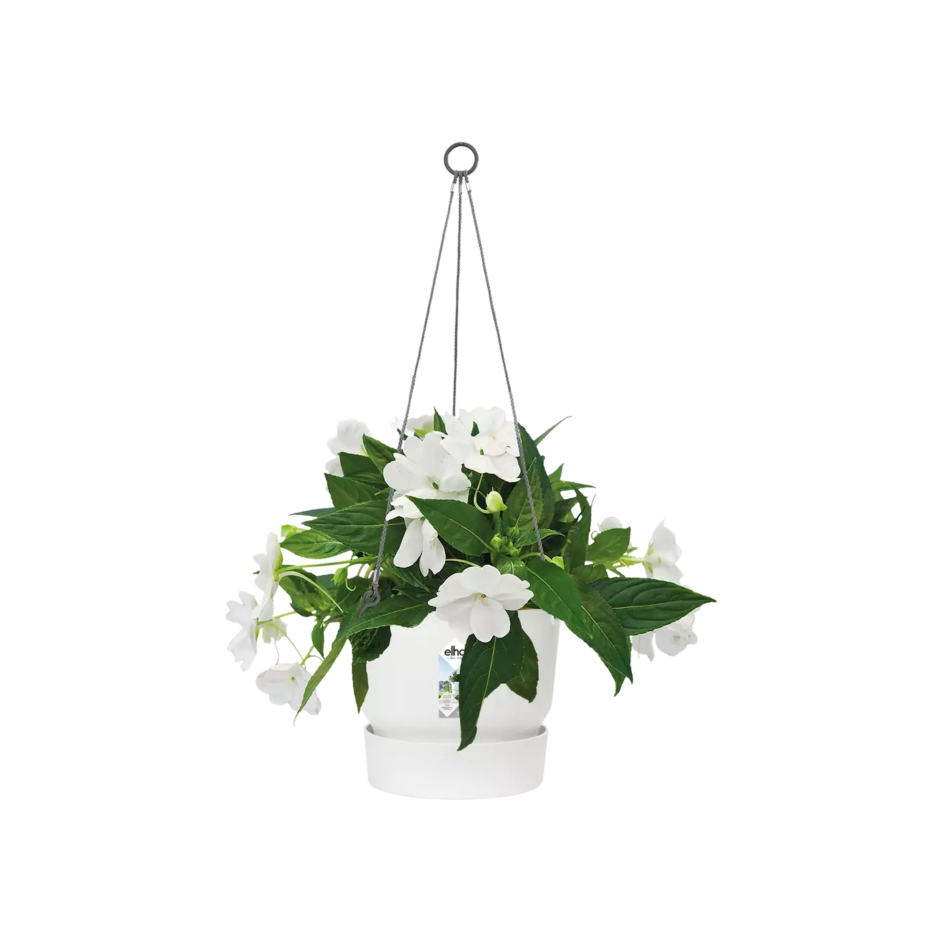 Greenville Hanging Basket - Image 4
