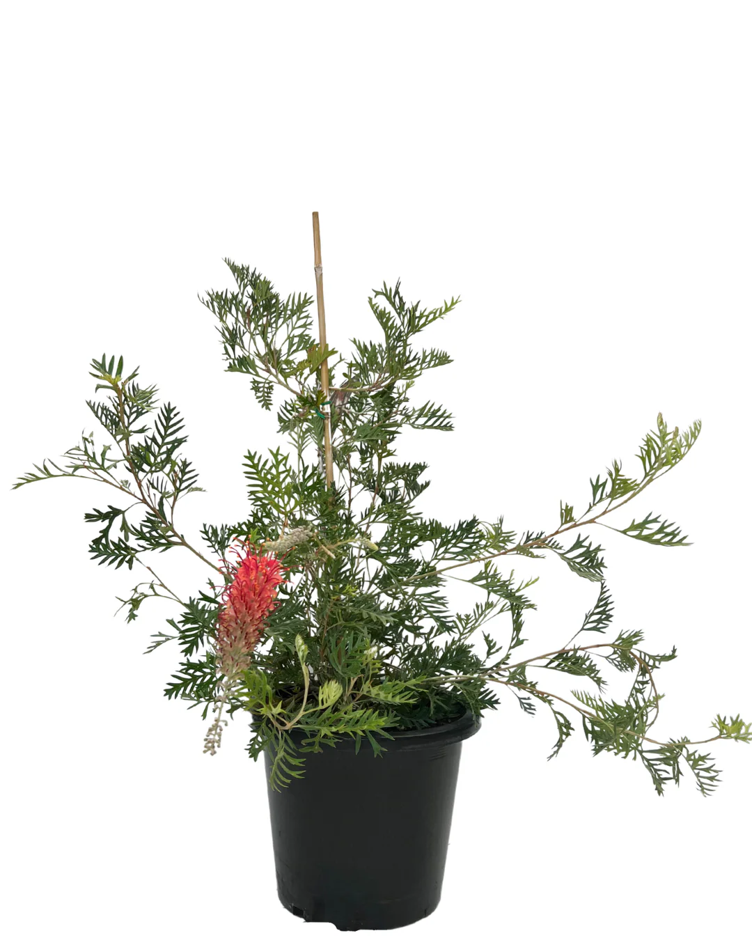 Grevillea Big Foot