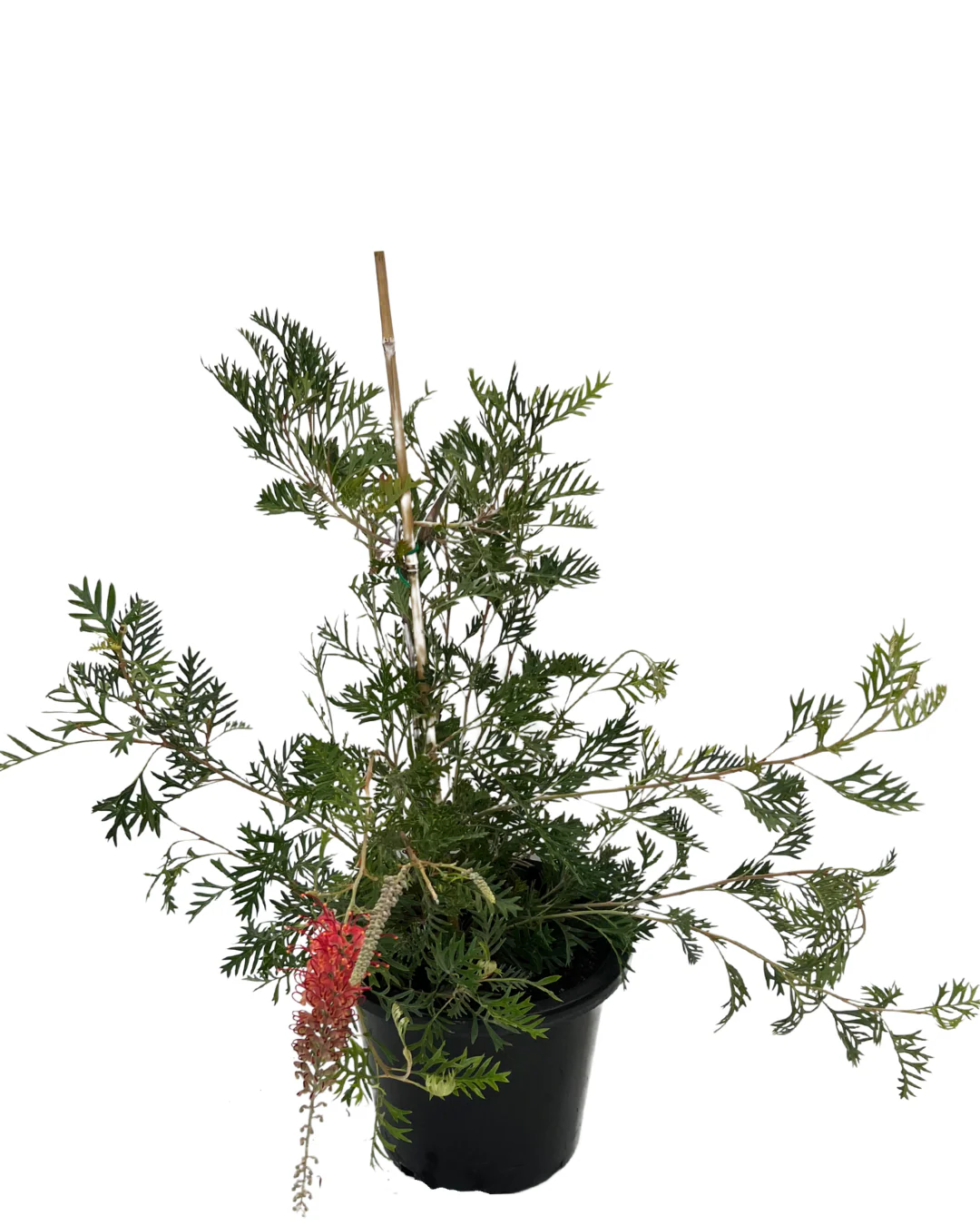 Grevillea Big Foot - Image 2