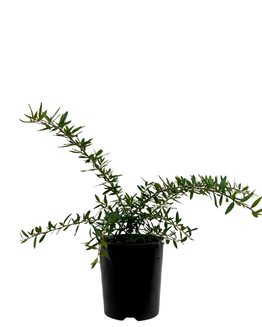 Grevillea Bloodline