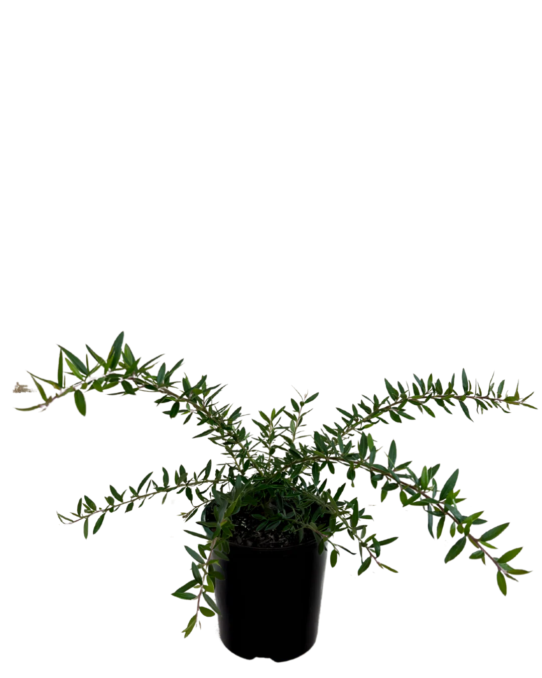 Grevillea Bloodline - Image 2