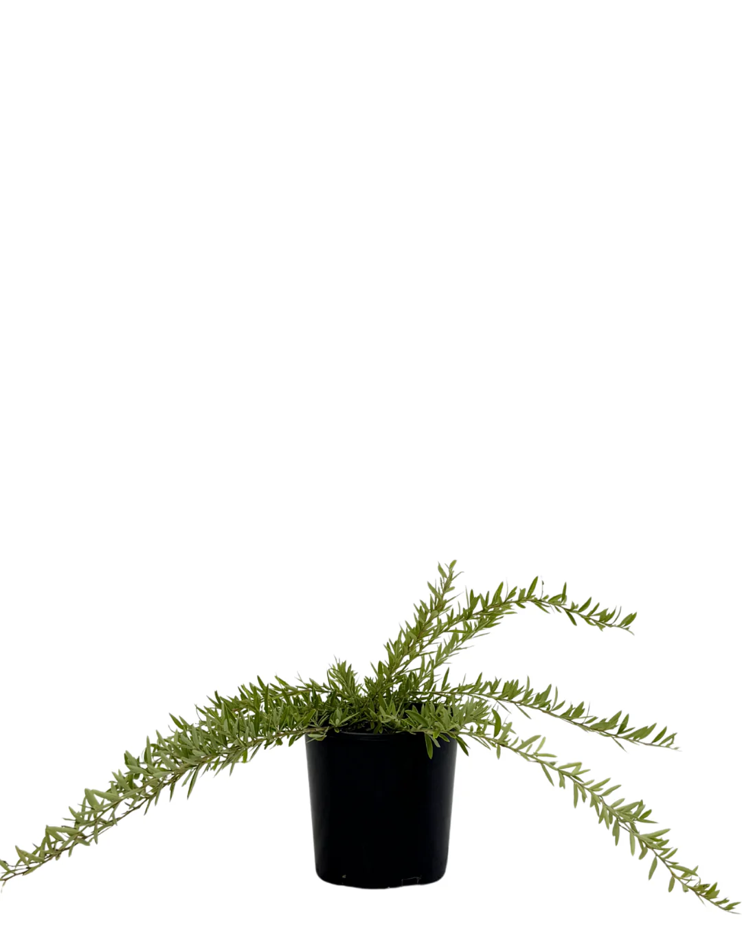 Grevillea Canterbury Gold
