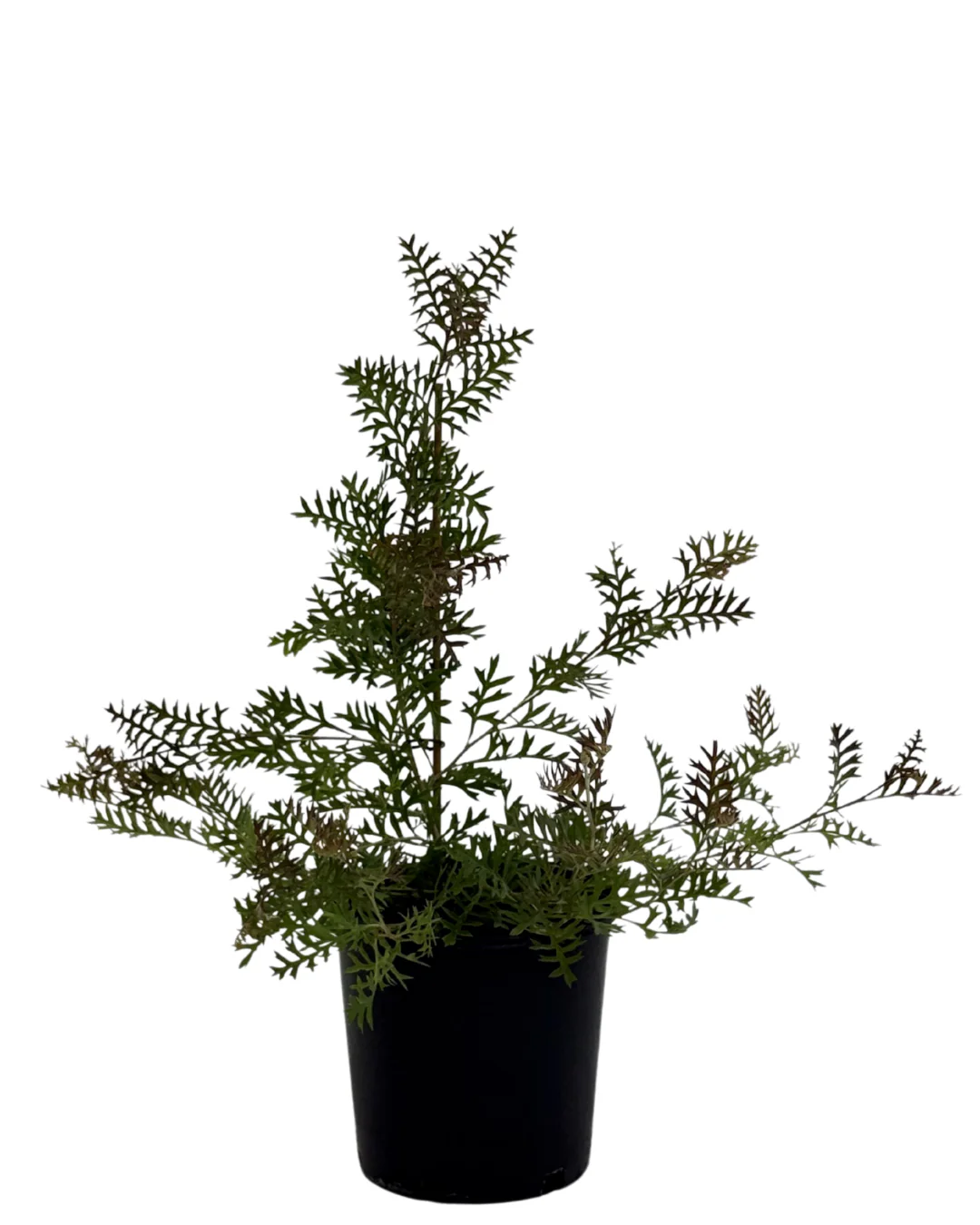 Grevillea Carpet Layer