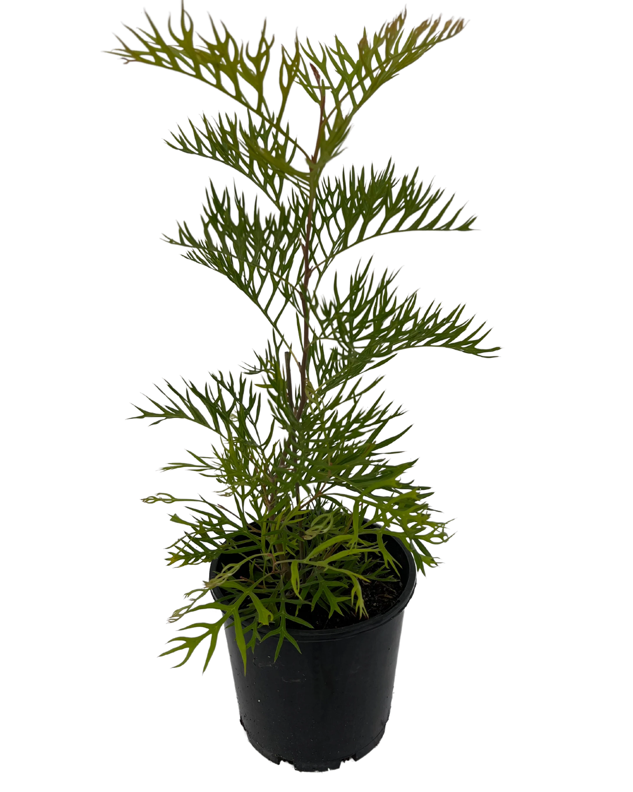 Grevillea Coconut Ice