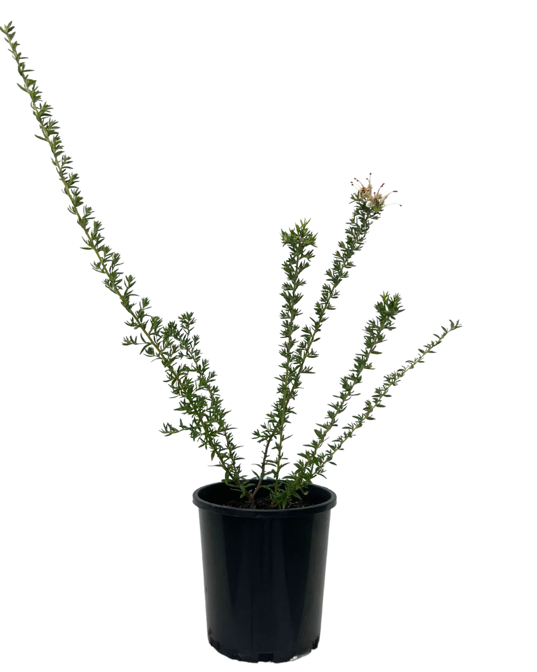 Grevillea Coral Baby