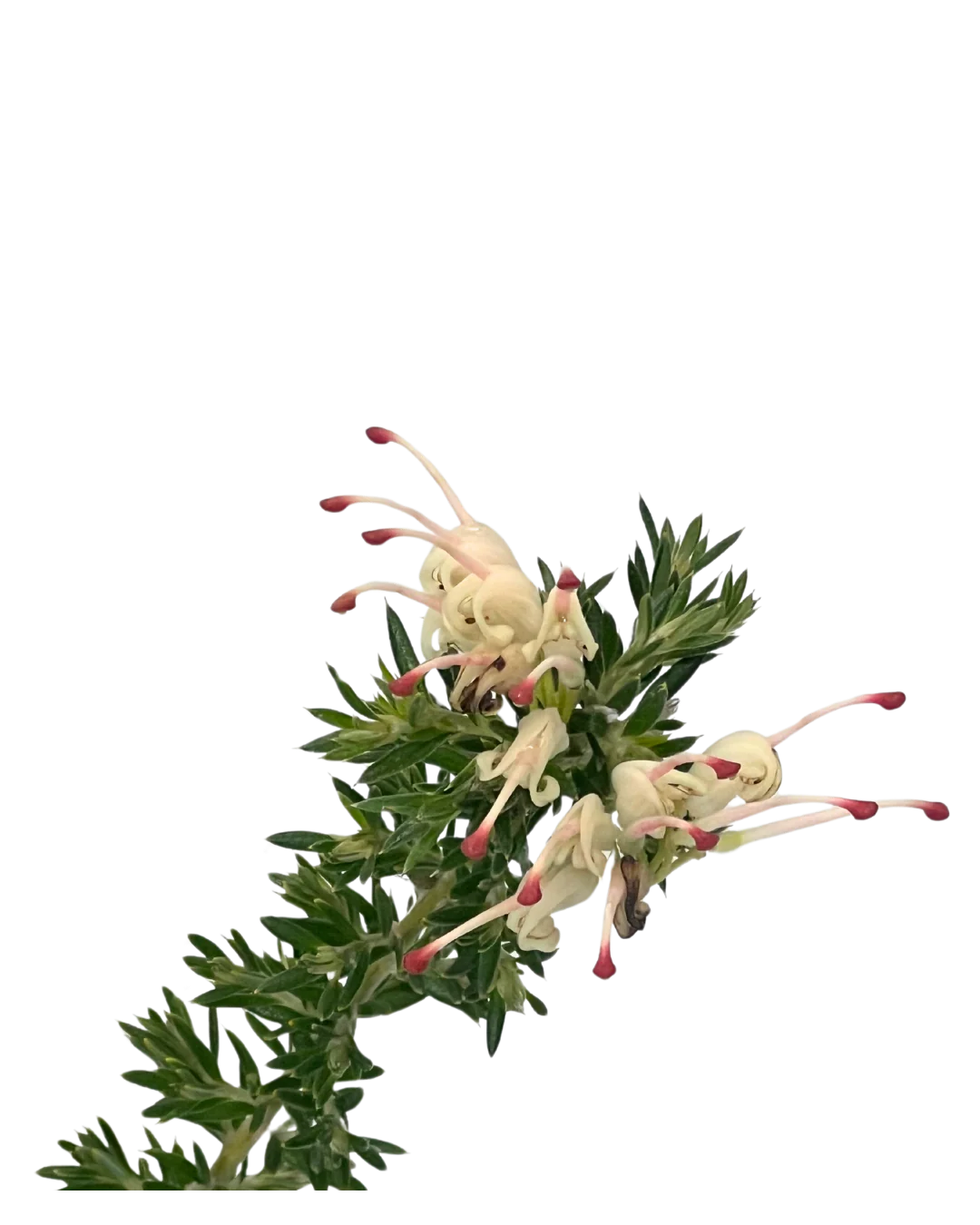Grevillea Coral Baby - Image 2