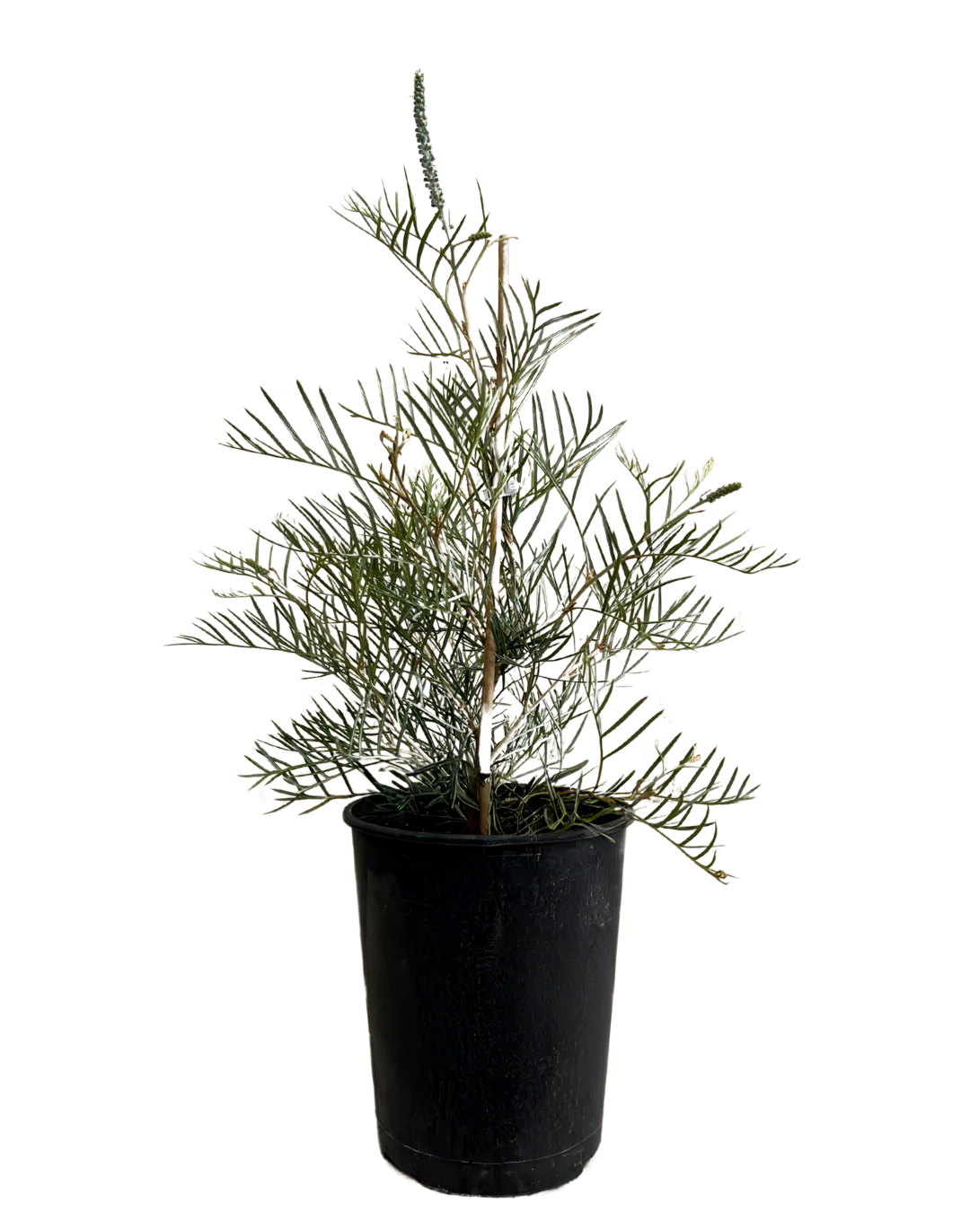 Grevillea Cupids Dream