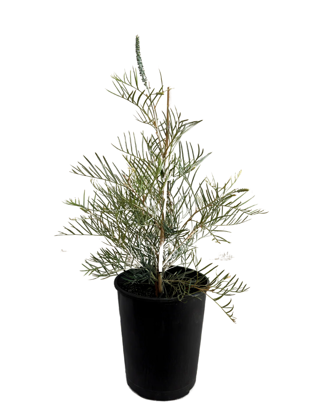 Grevillea Cupids Dream - Image 2