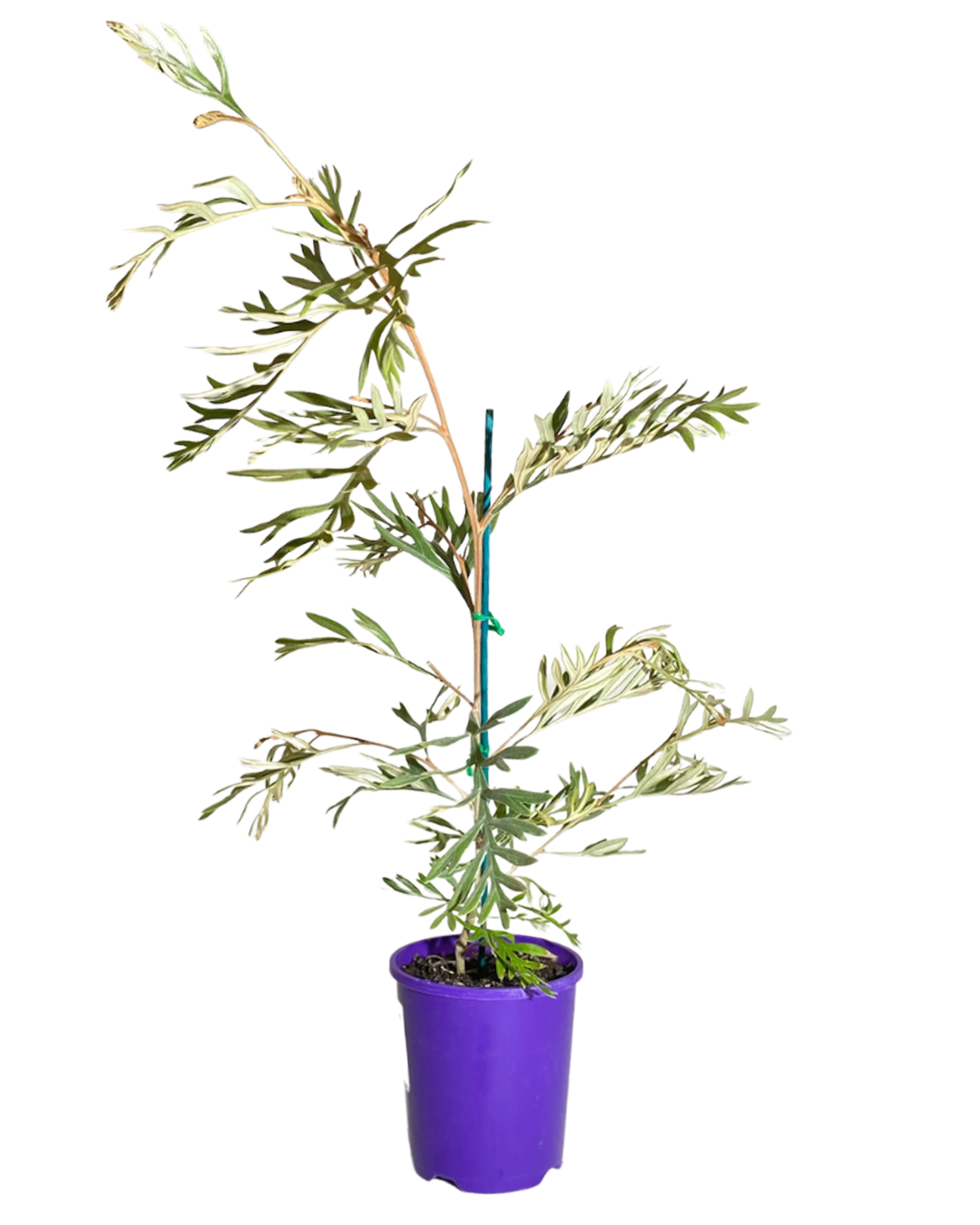 Grevillea Dorothy Gordon