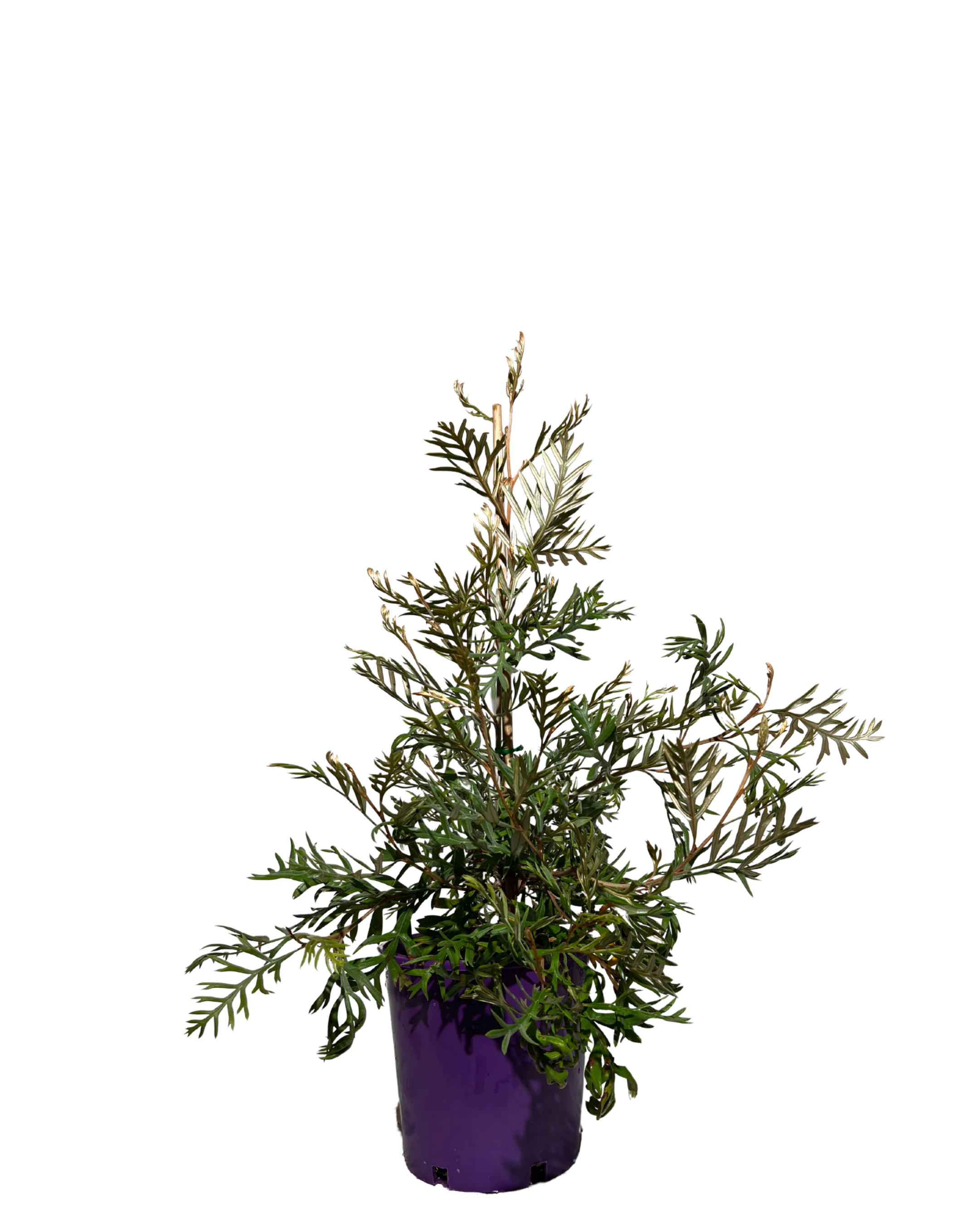 Grevillea Dorothy Gordon