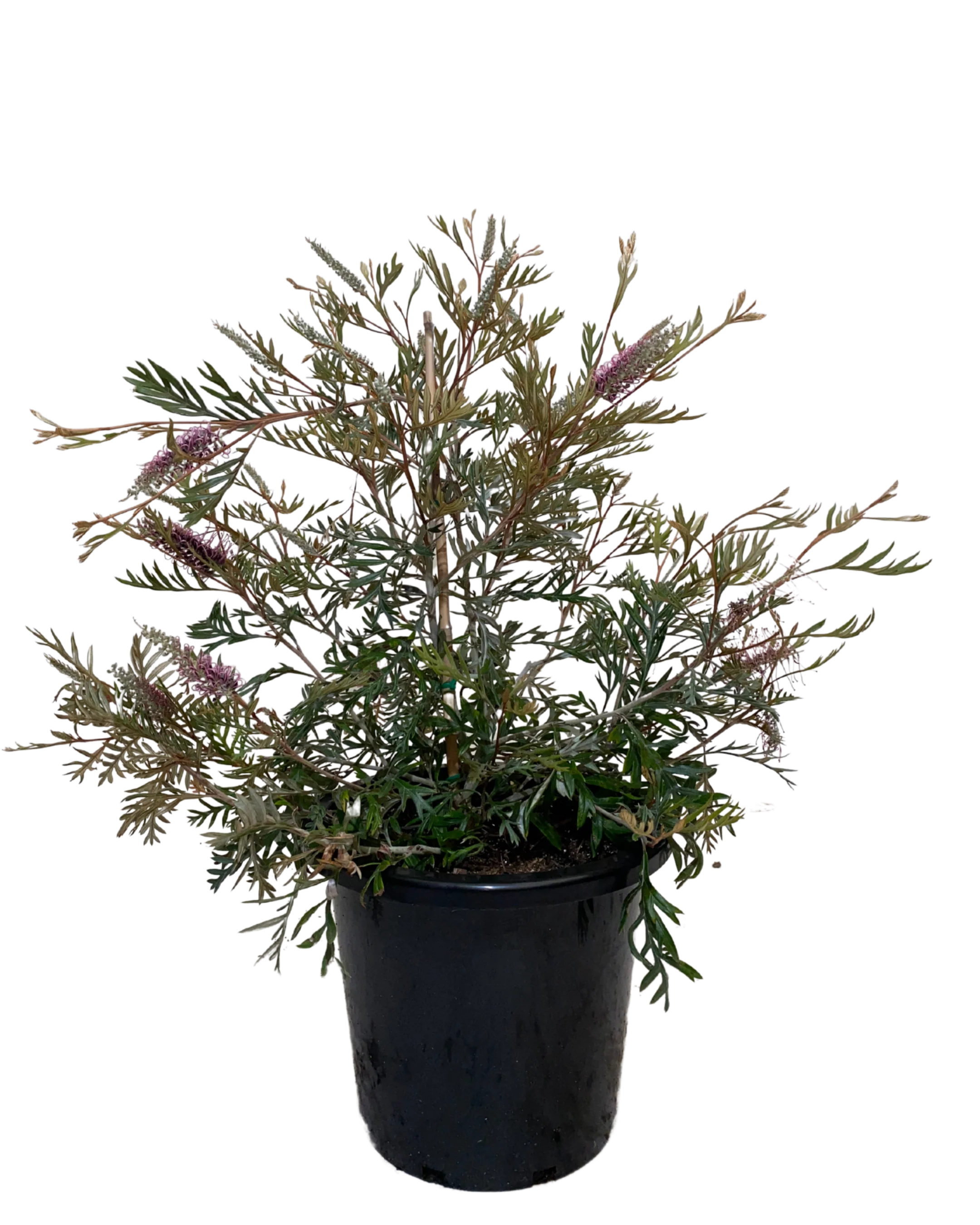 Grevillea Dorothy Gordon