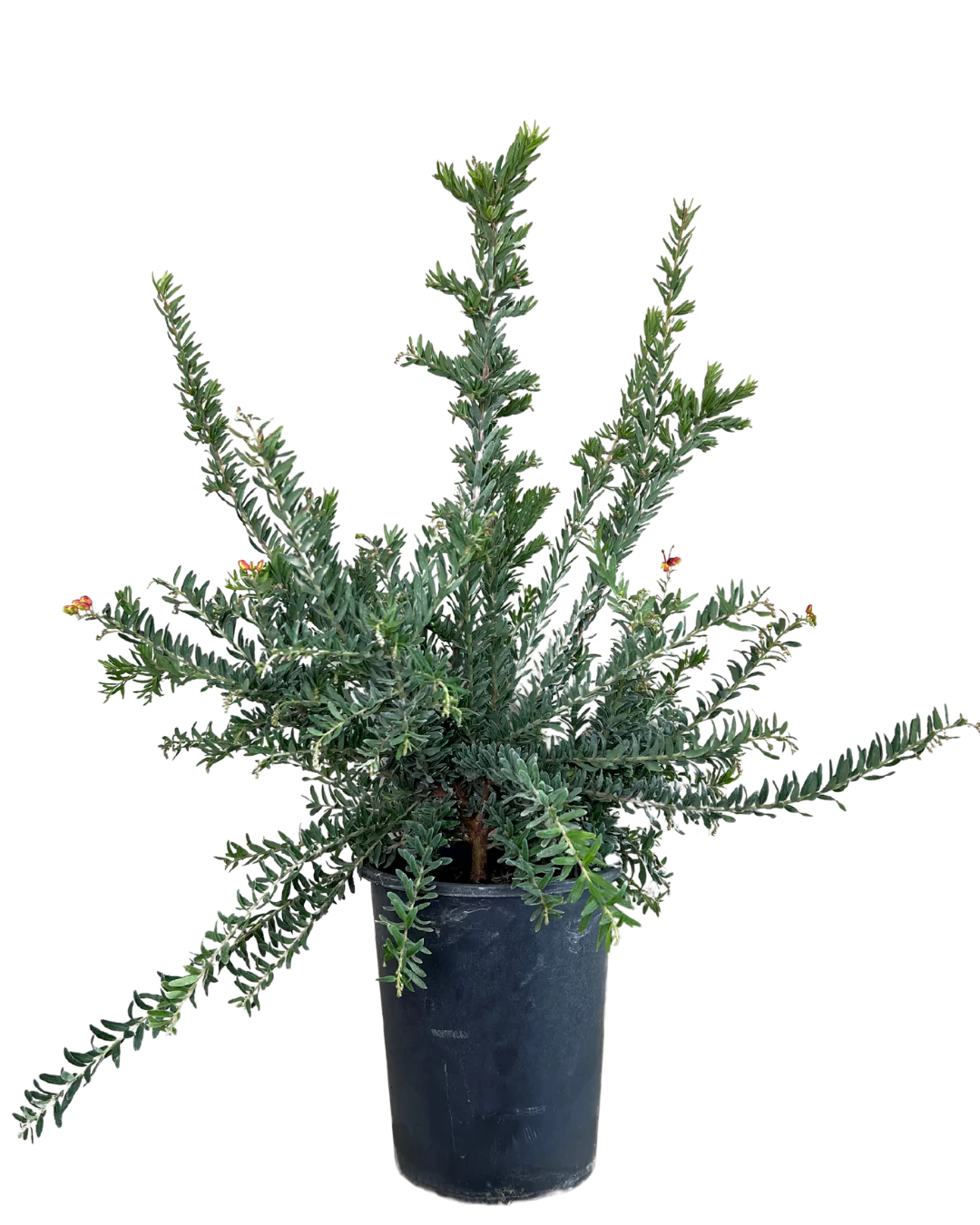 Grevillea Fireworks