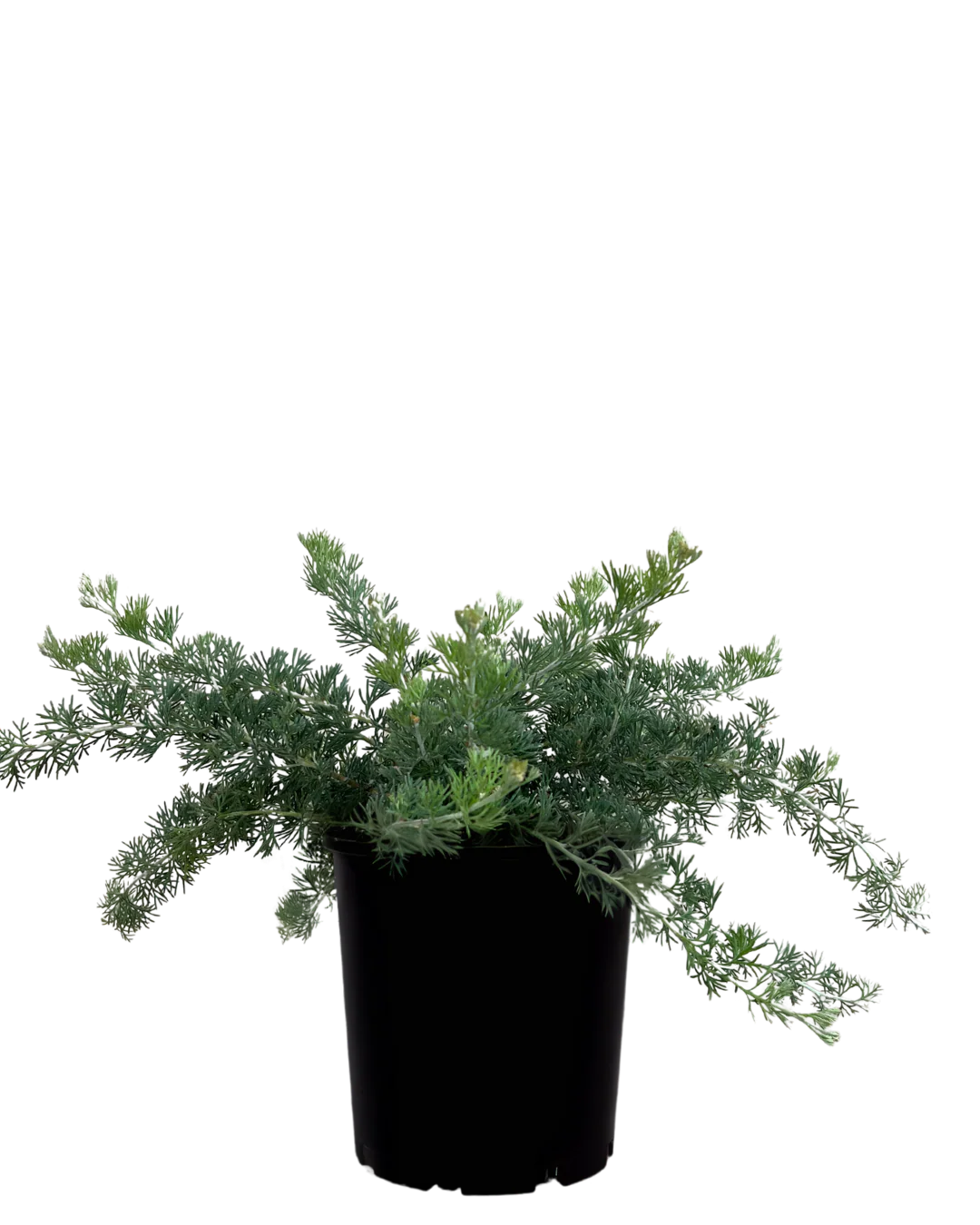 Grevillea Gilt Dragon