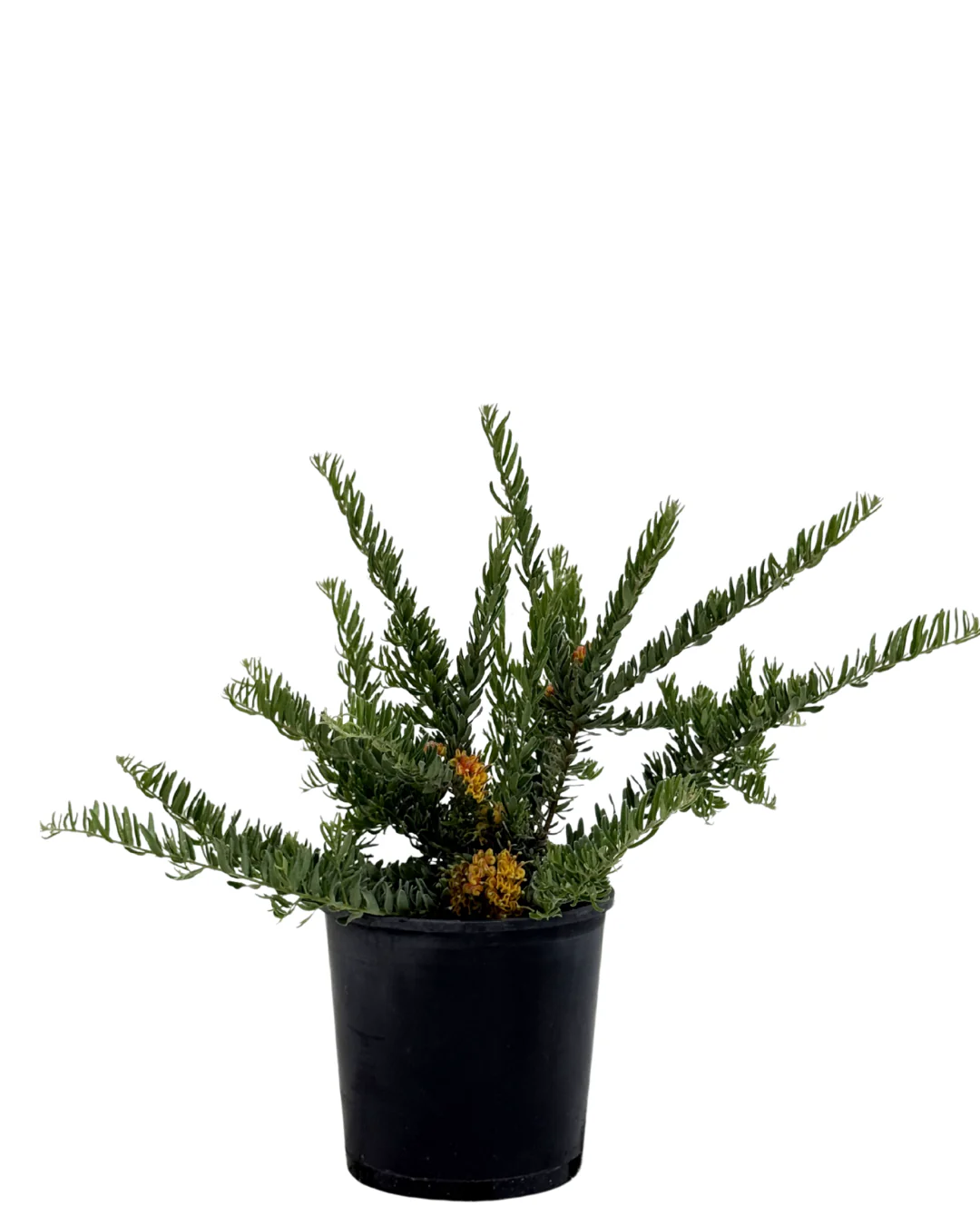 Grevillea Gold Touch