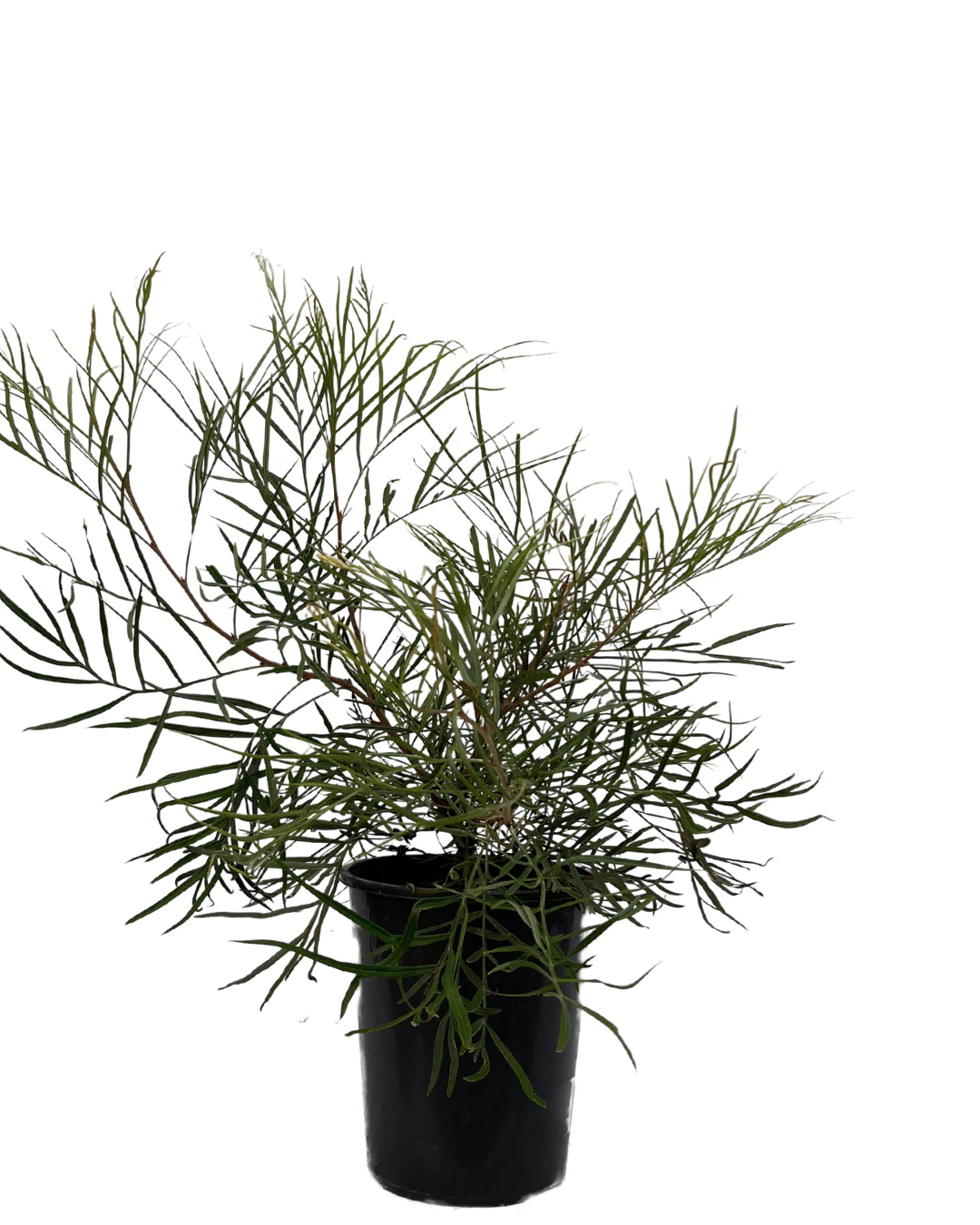 Grevillea Honey Gem