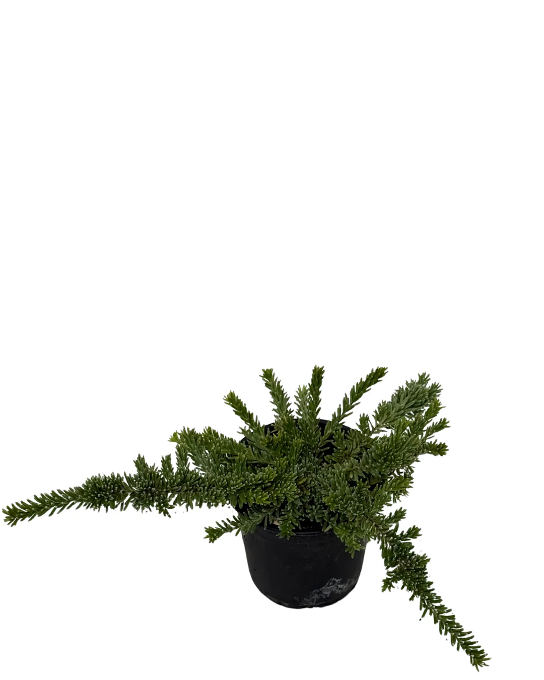 Grevillea Jelly Baby - Image 2