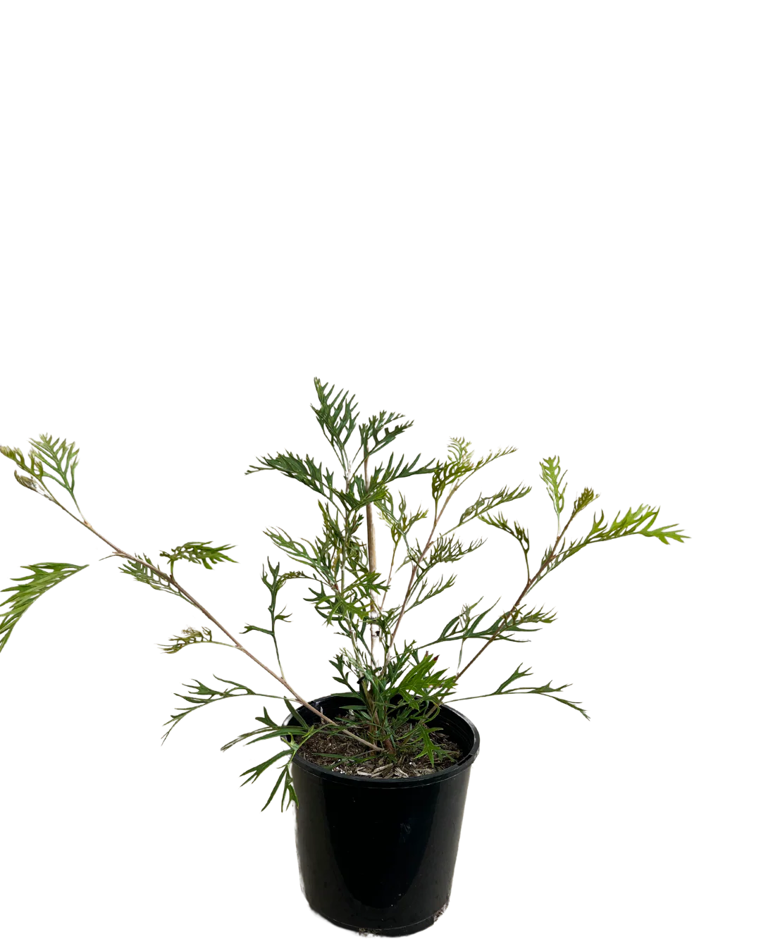 Grevillea Loopy Lou - Image 2