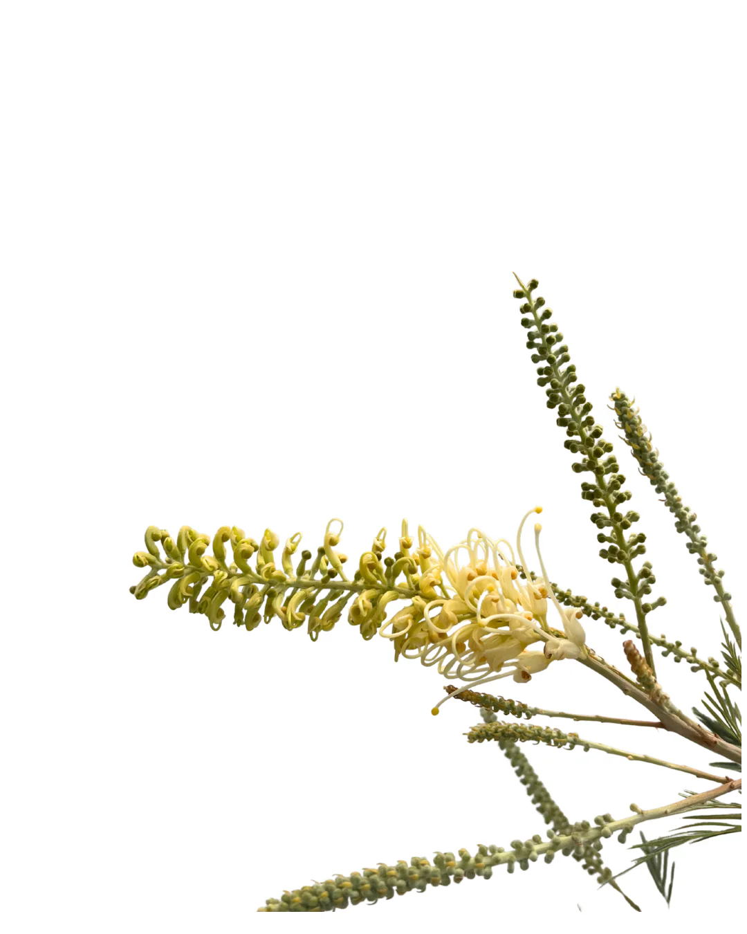Grevillea Moonlight - Image 2