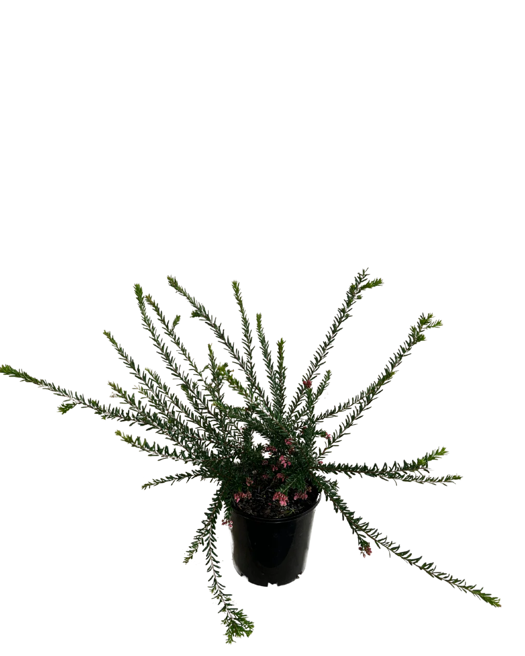Grevillea Mt Tamboritha - Image 2