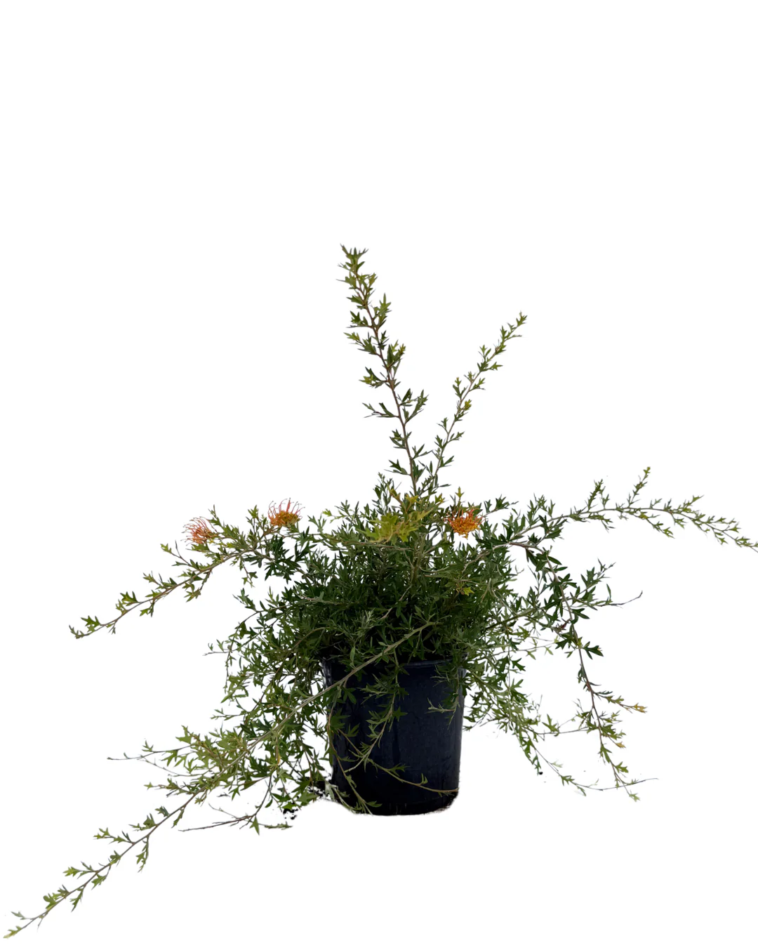 Grevillea Old Gold